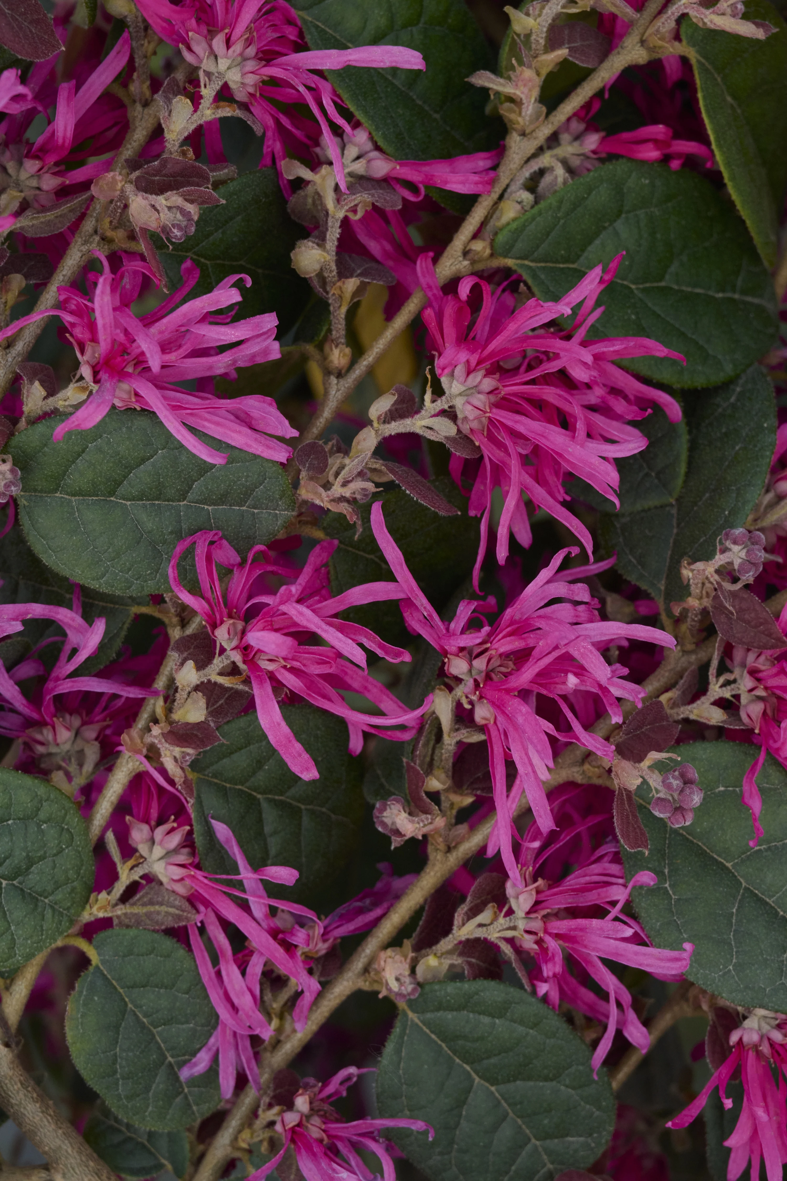 © Monrovia by Brandon Friend-Solis