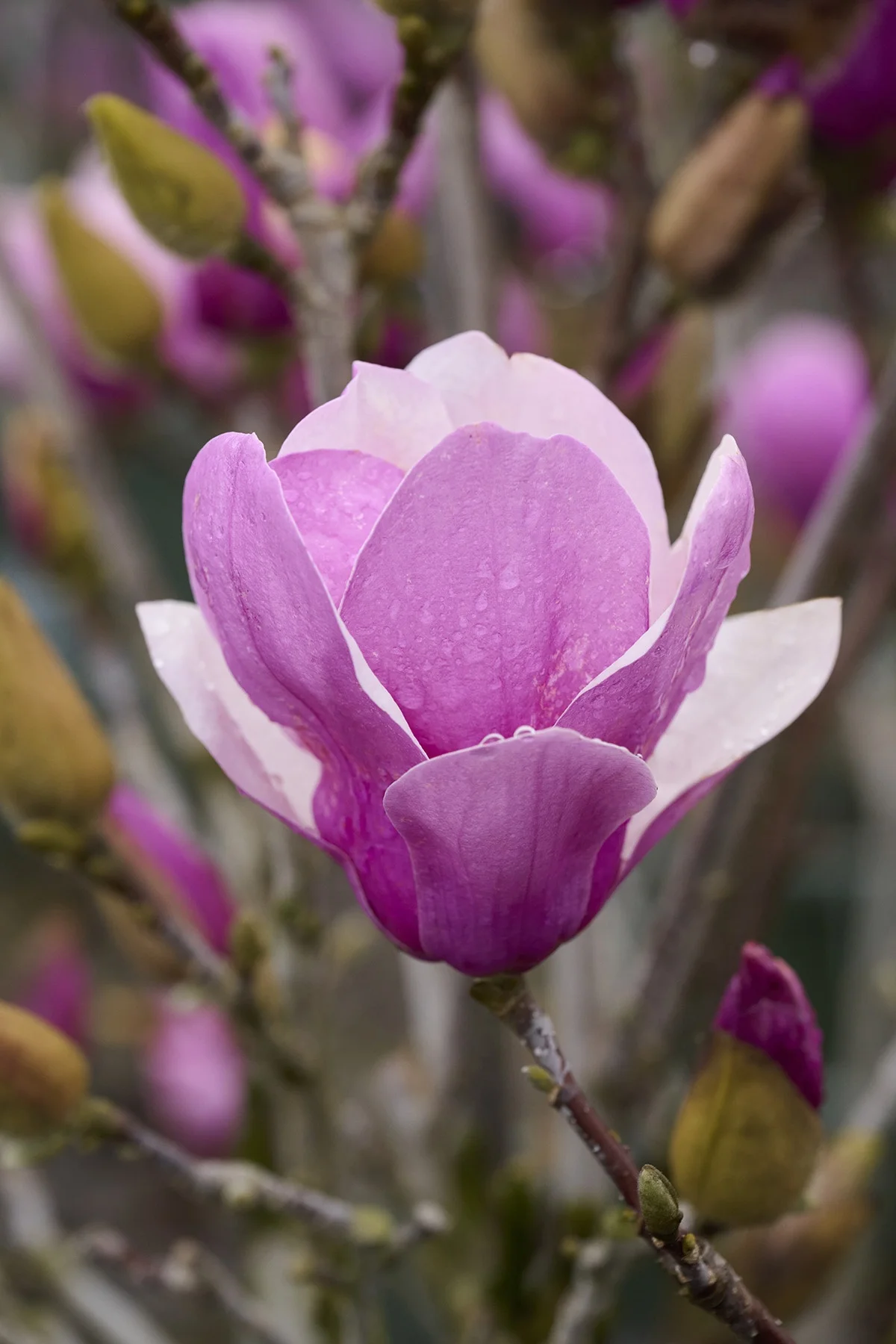 © Monrovia by Brandon Friend-Solis