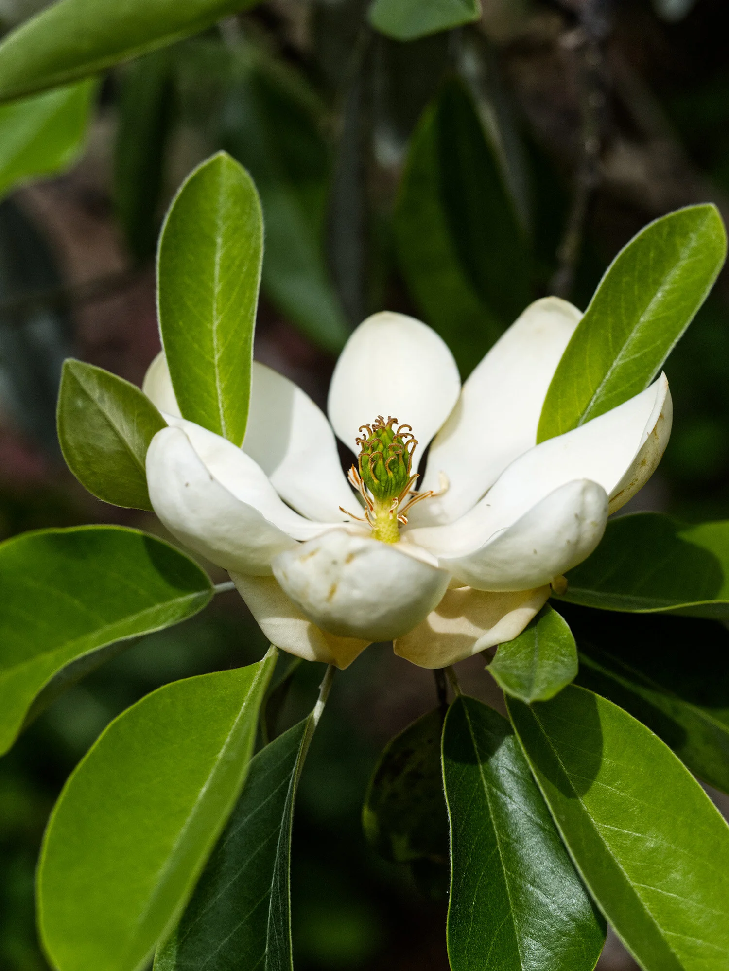 Sweet Bay Magnolia, Magnolia virginiana, Monrovia Plant