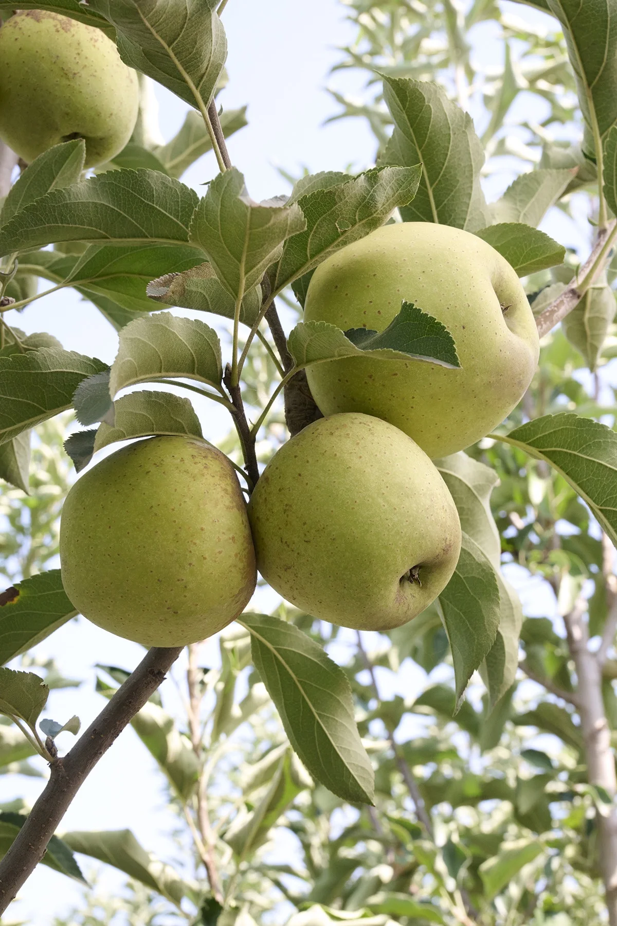 Golden Delicious Apple, Malus x domestica 'Golden Delicious'