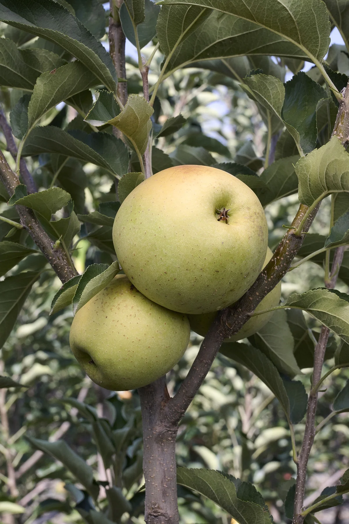 Golden Delicious Apple, Malus x domestica 'Golden Delicious'