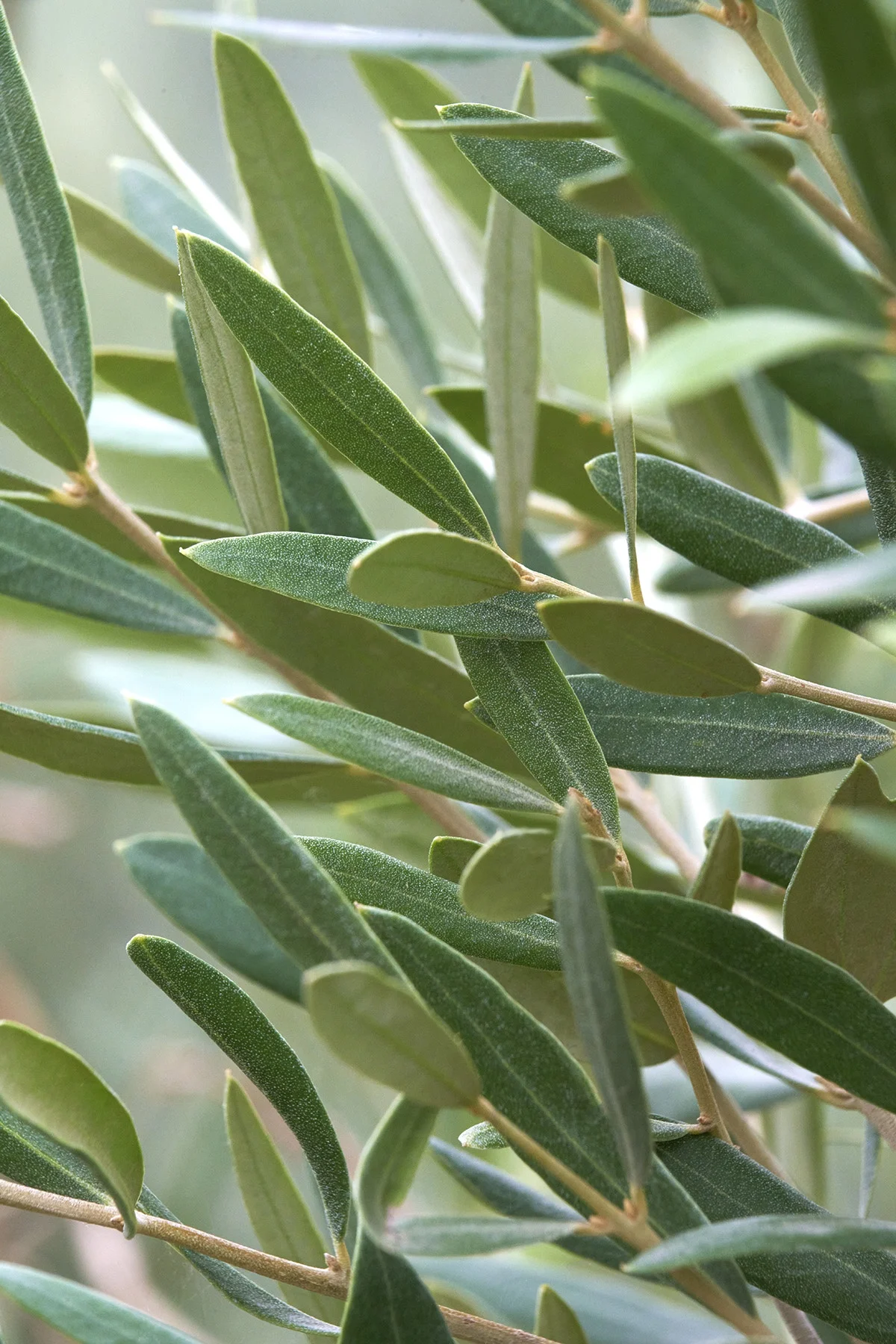 © Monrovia by Brandon Friend-Solis
