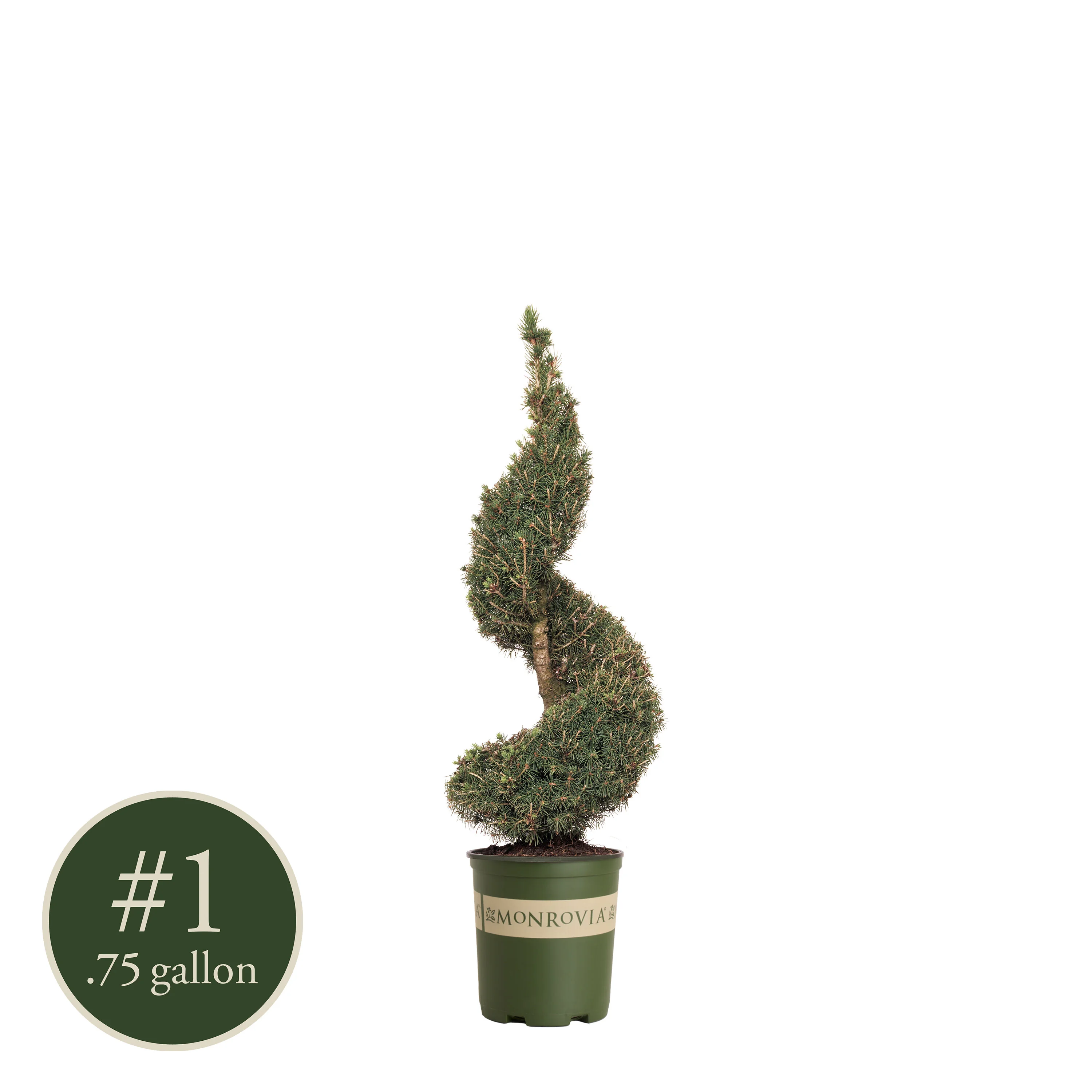 Dwarf Alberta Spruce, Picea glauca 'Conica', Monrovia Plant