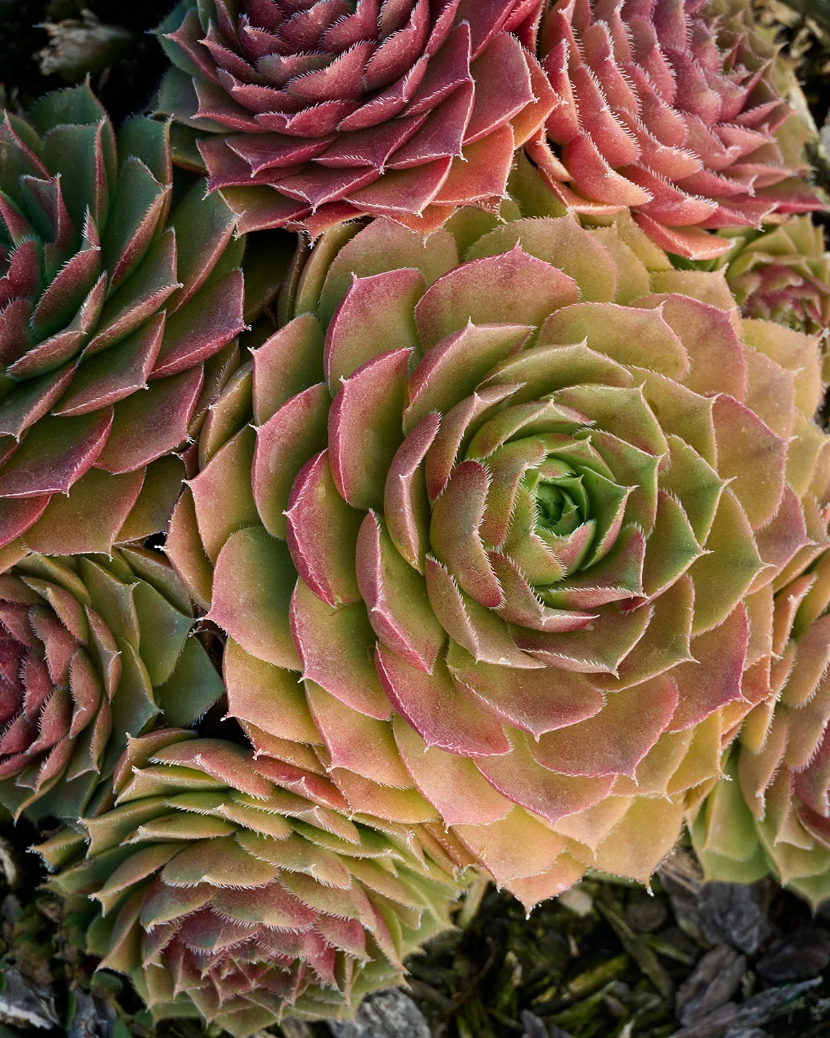 Red Rubin Hens And Chicks, Sempervivum 'Red Rubin', Monrovia Plant