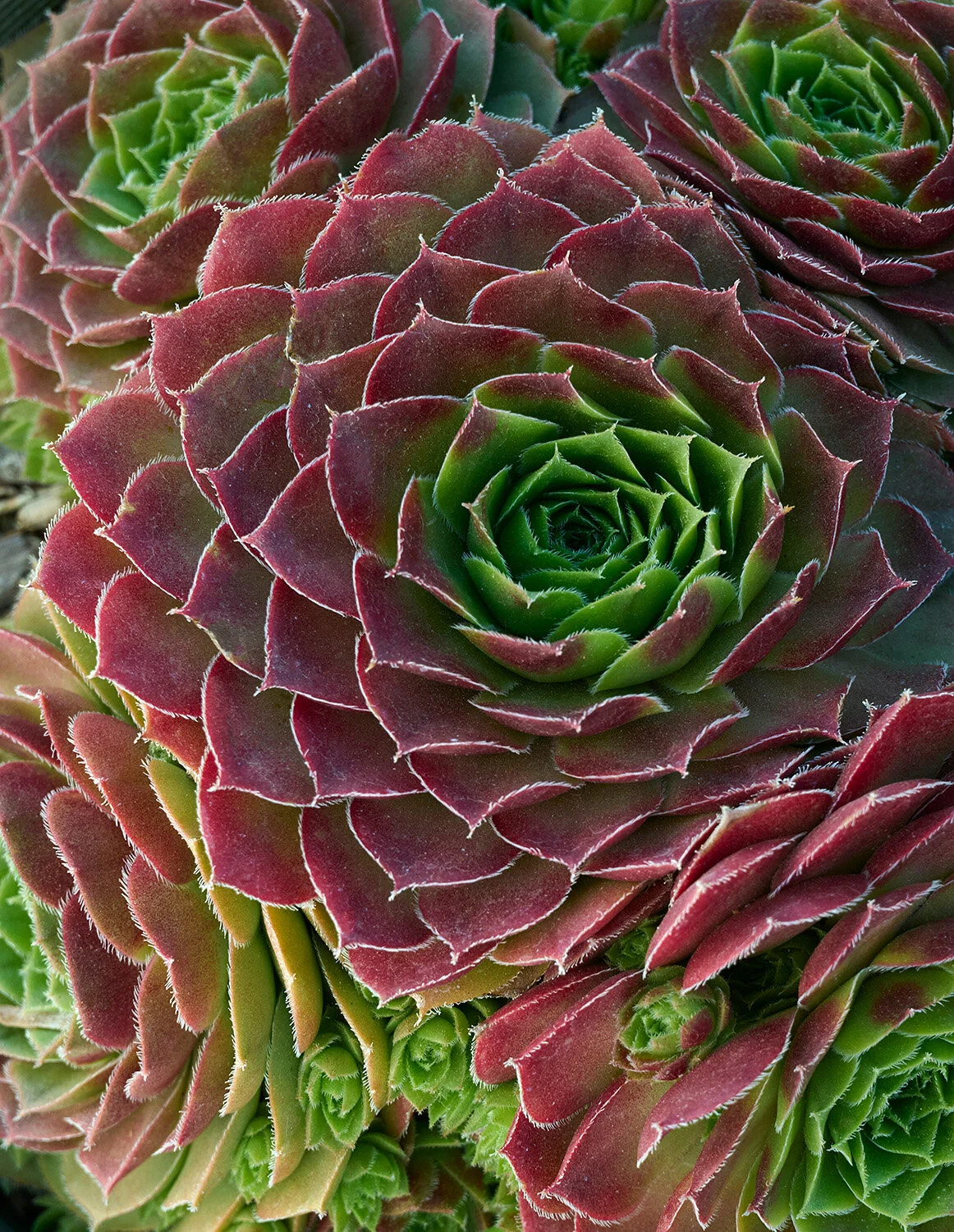 Red Rubin Hens And Chicks, Sempervivum 'Red Rubin', Monrovia Plant