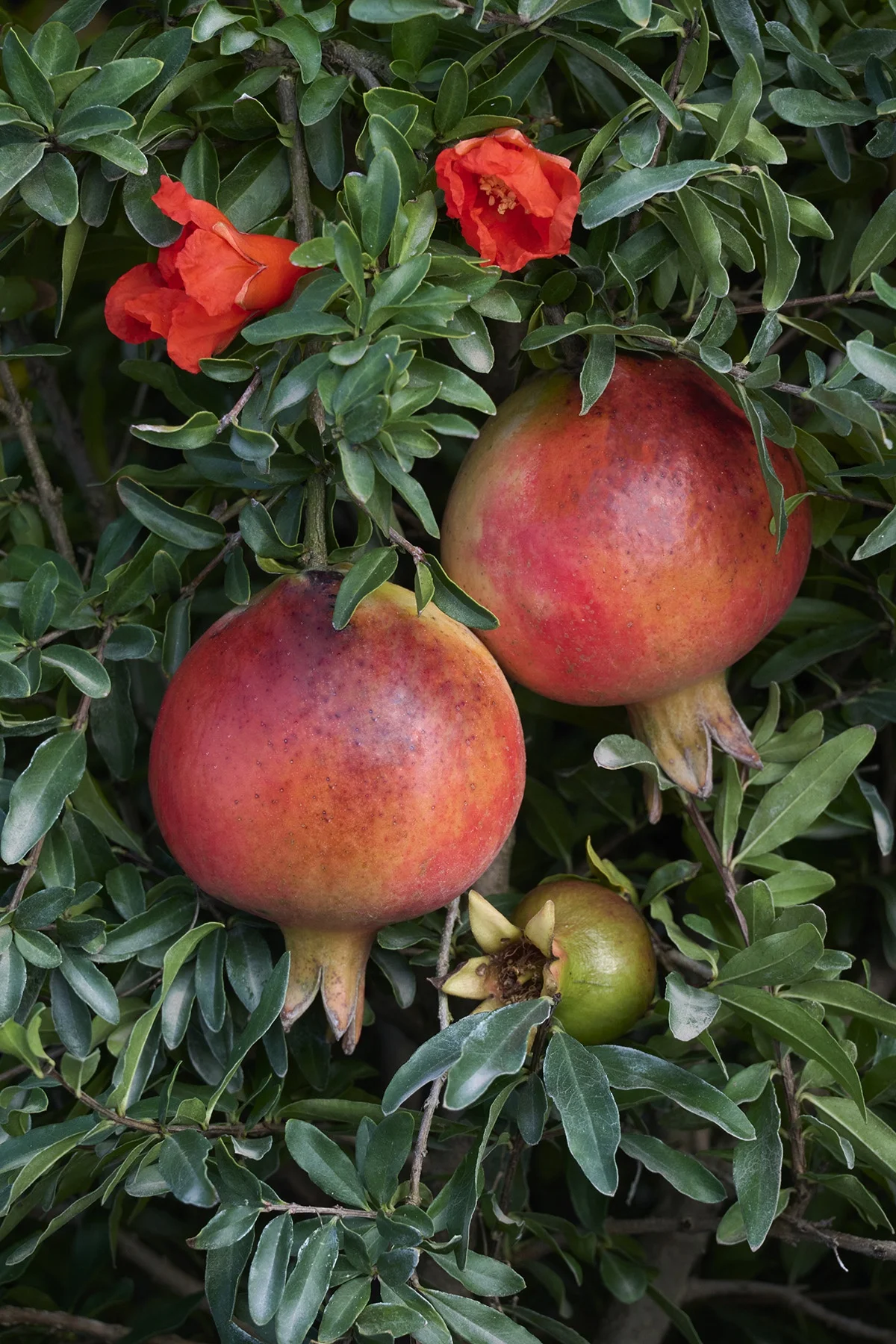 © Monrovia by Brandon Friend-Solis