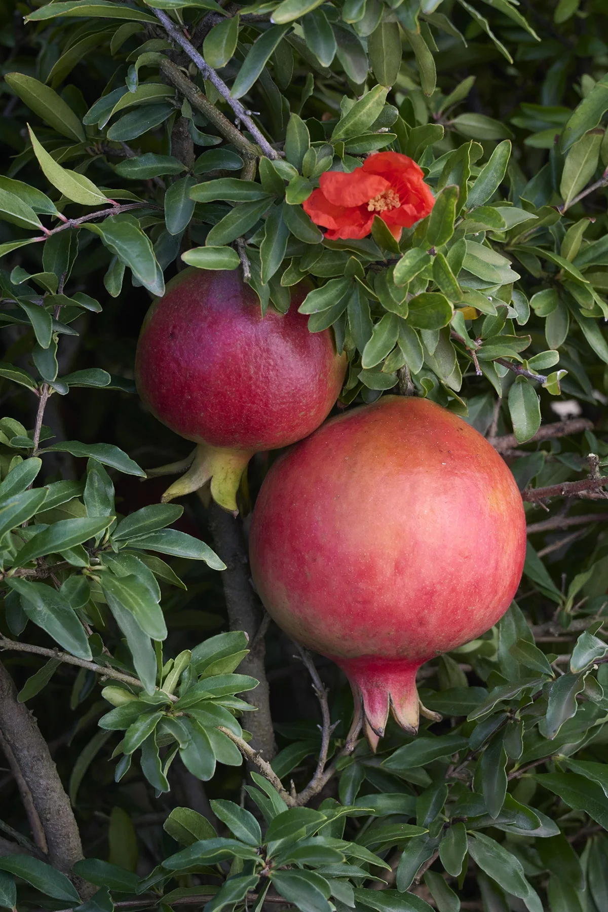 © Monrovia by Brandon Friend-Solis