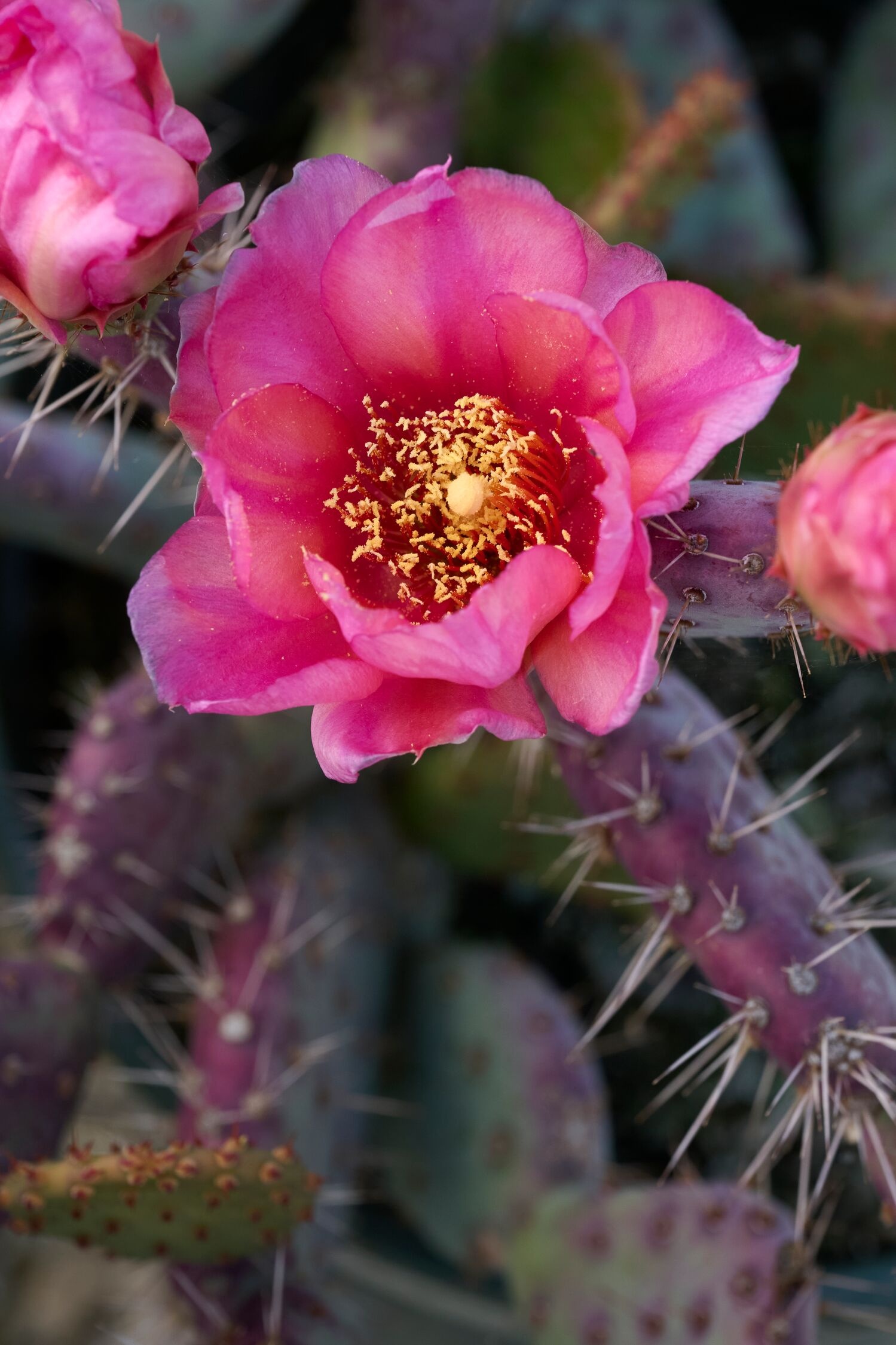 Baby Rita Prickly Pear, Opuntia x basilaris 'Baby Rita', Monrovia Plant