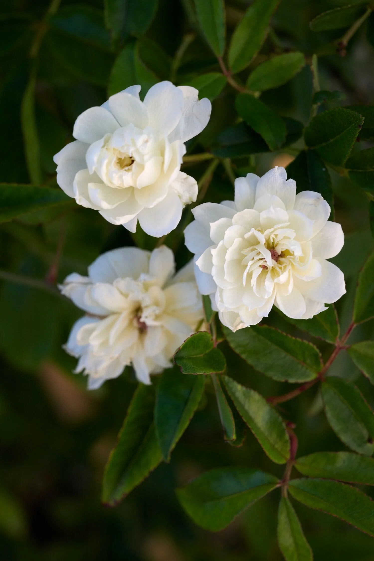 © Monrovia by Brandon Friend-Solis