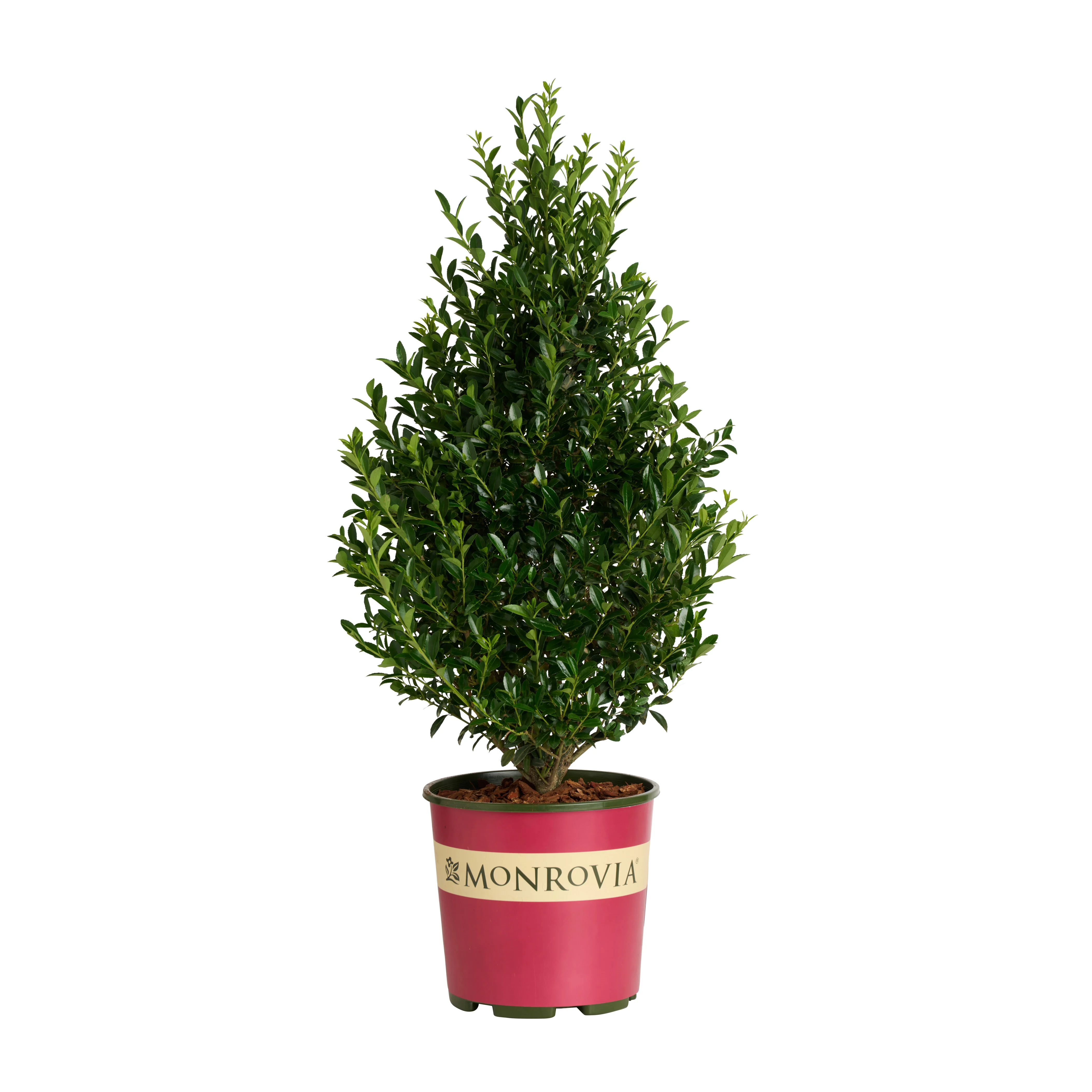 Monrovia Emerald Colonnade Holly