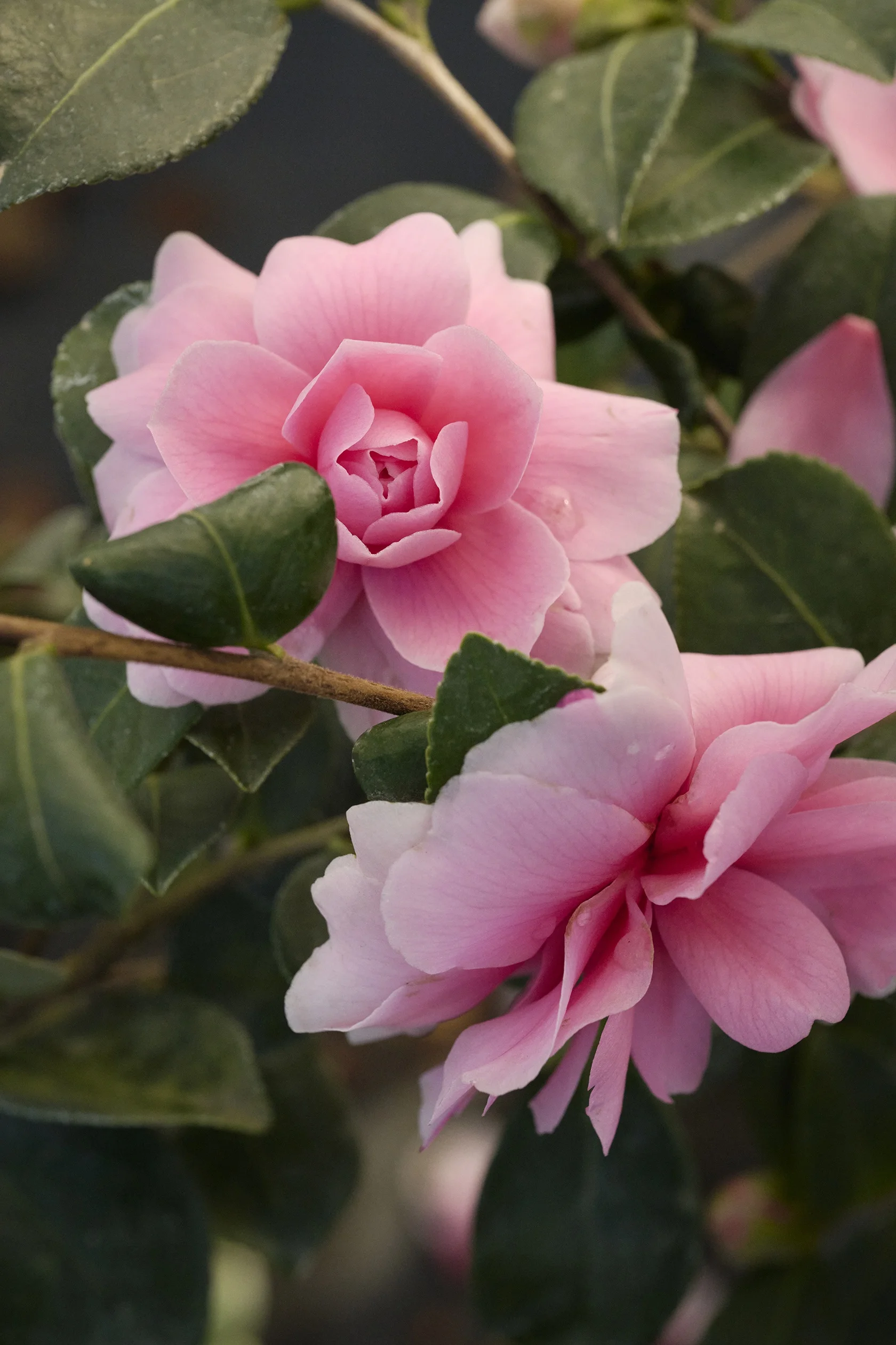 © Monrovia by Brandon Friend-Solis