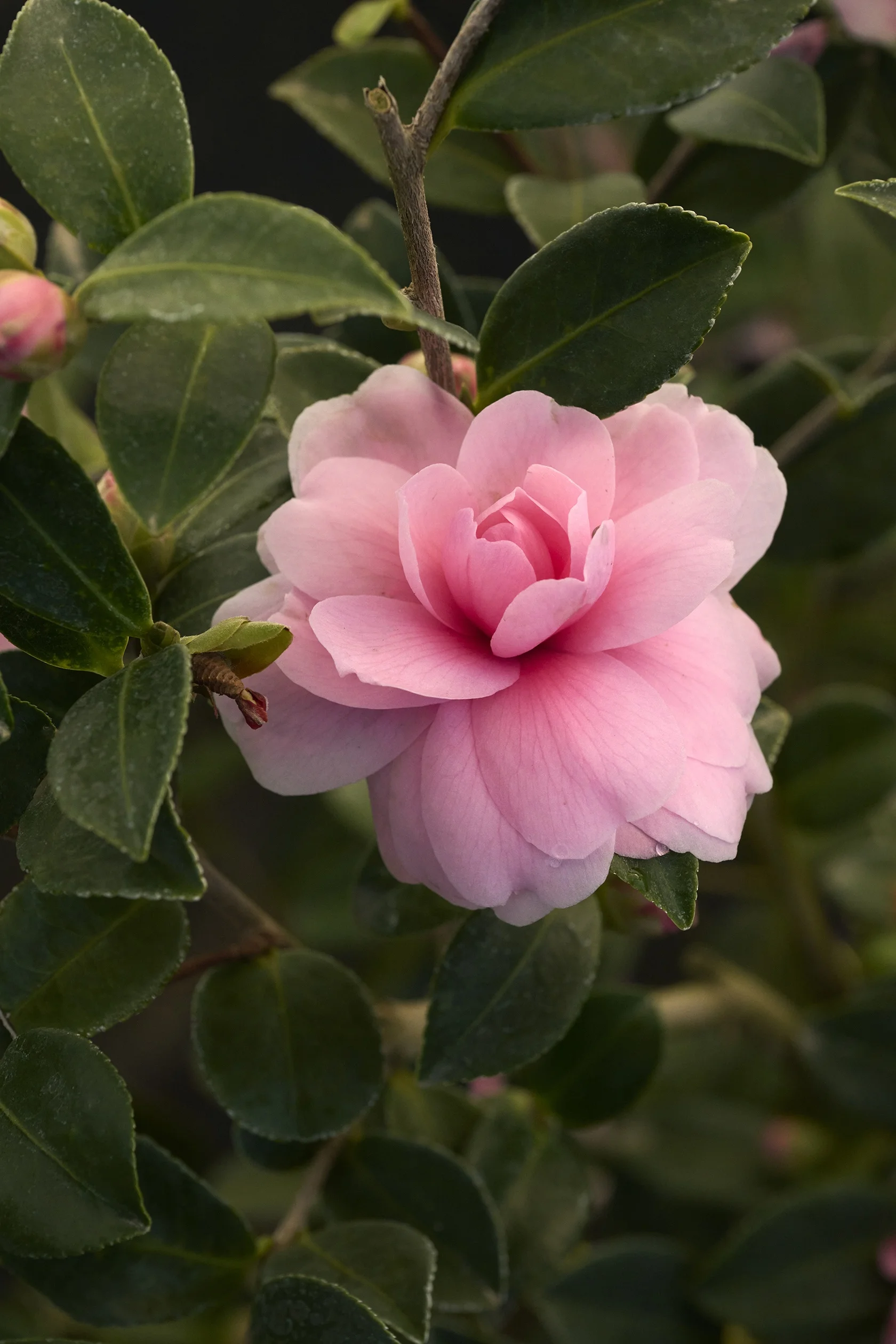 © Monrovia by Brandon Friend-Solis