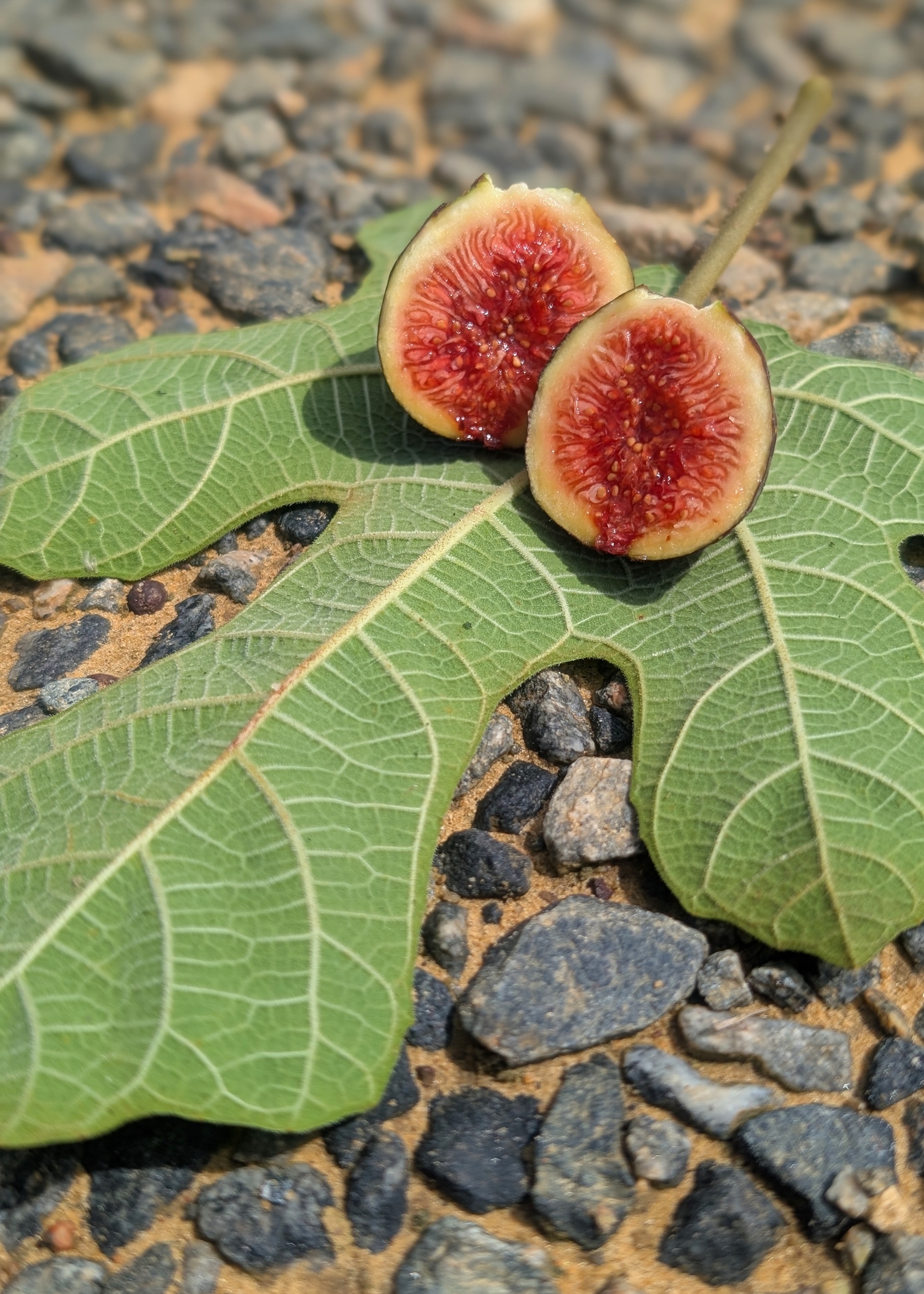 Chicago Hardy Fig, Ficus carica 'Chicago Hardy', Monrovia Plant