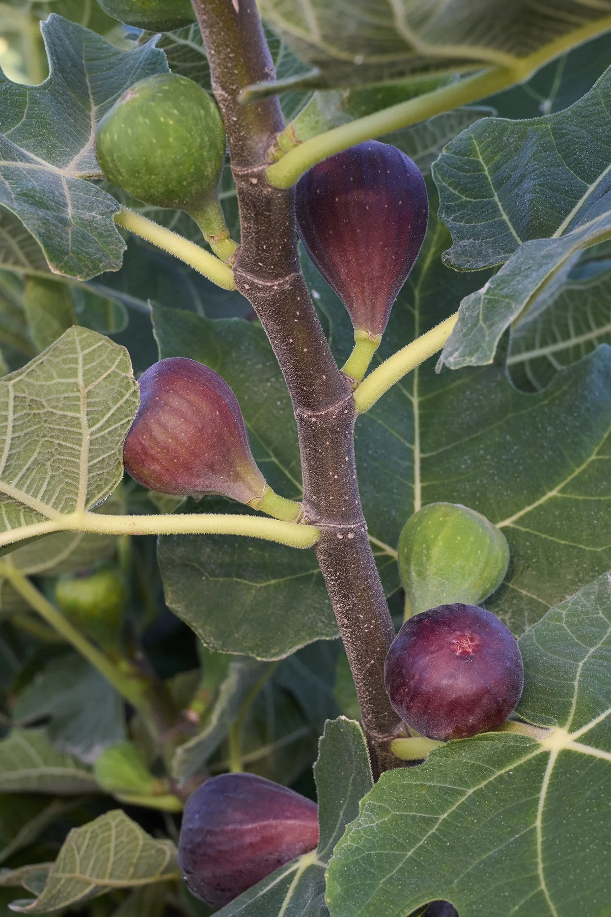 © Monrovia by Brandon Friend-Solis