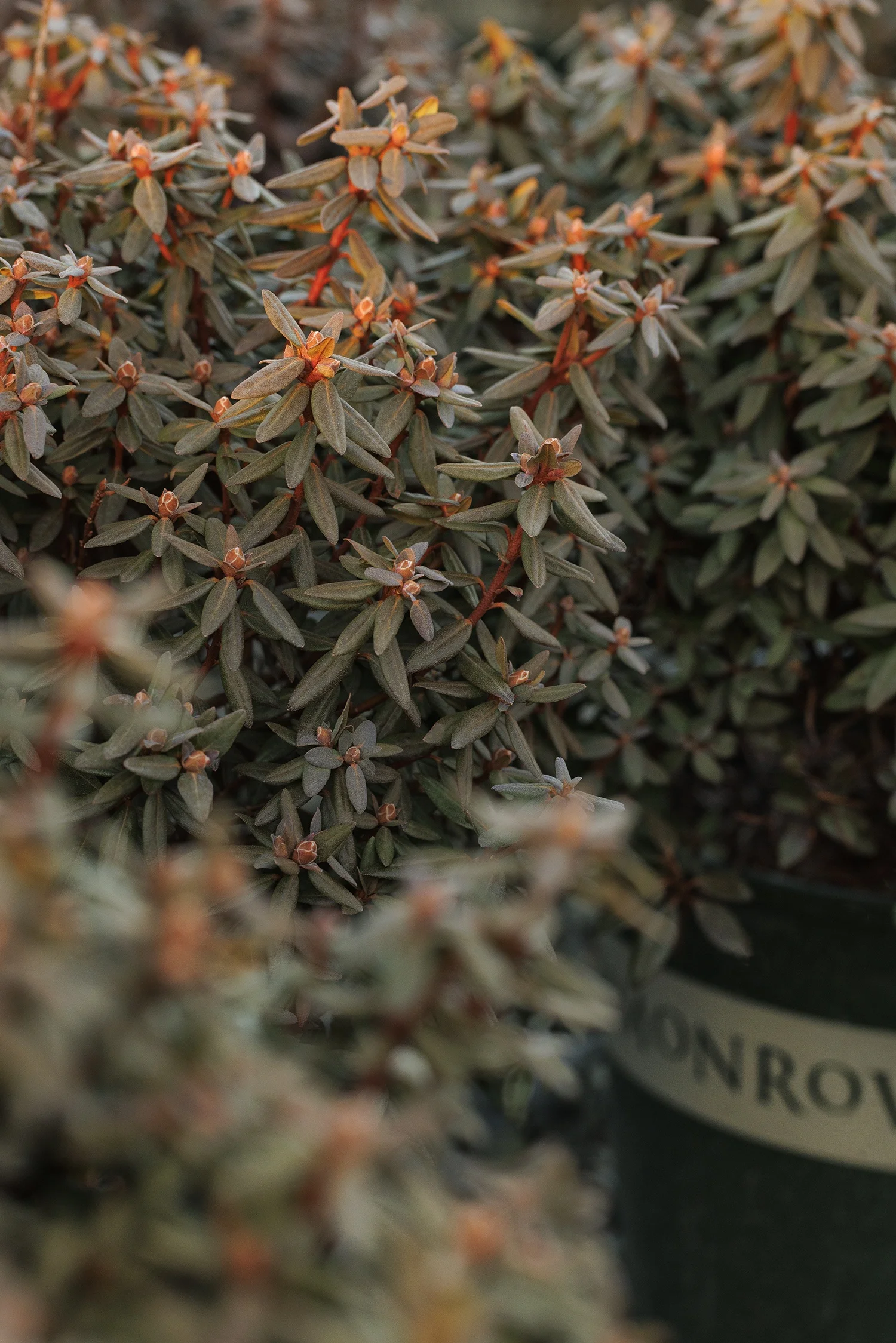 © Monrovia by Doreen Wynja