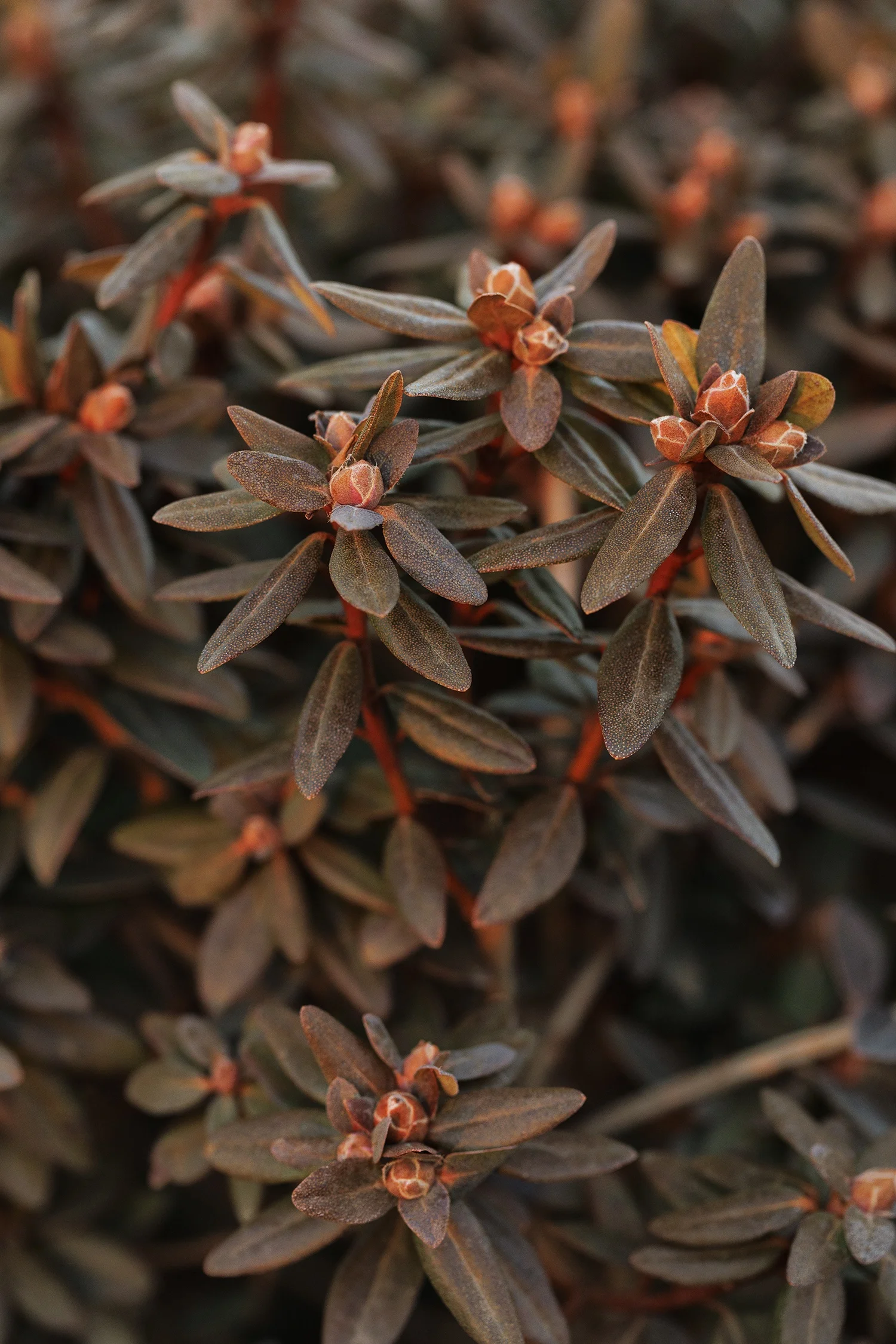 © Monrovia by Doreen Wynja