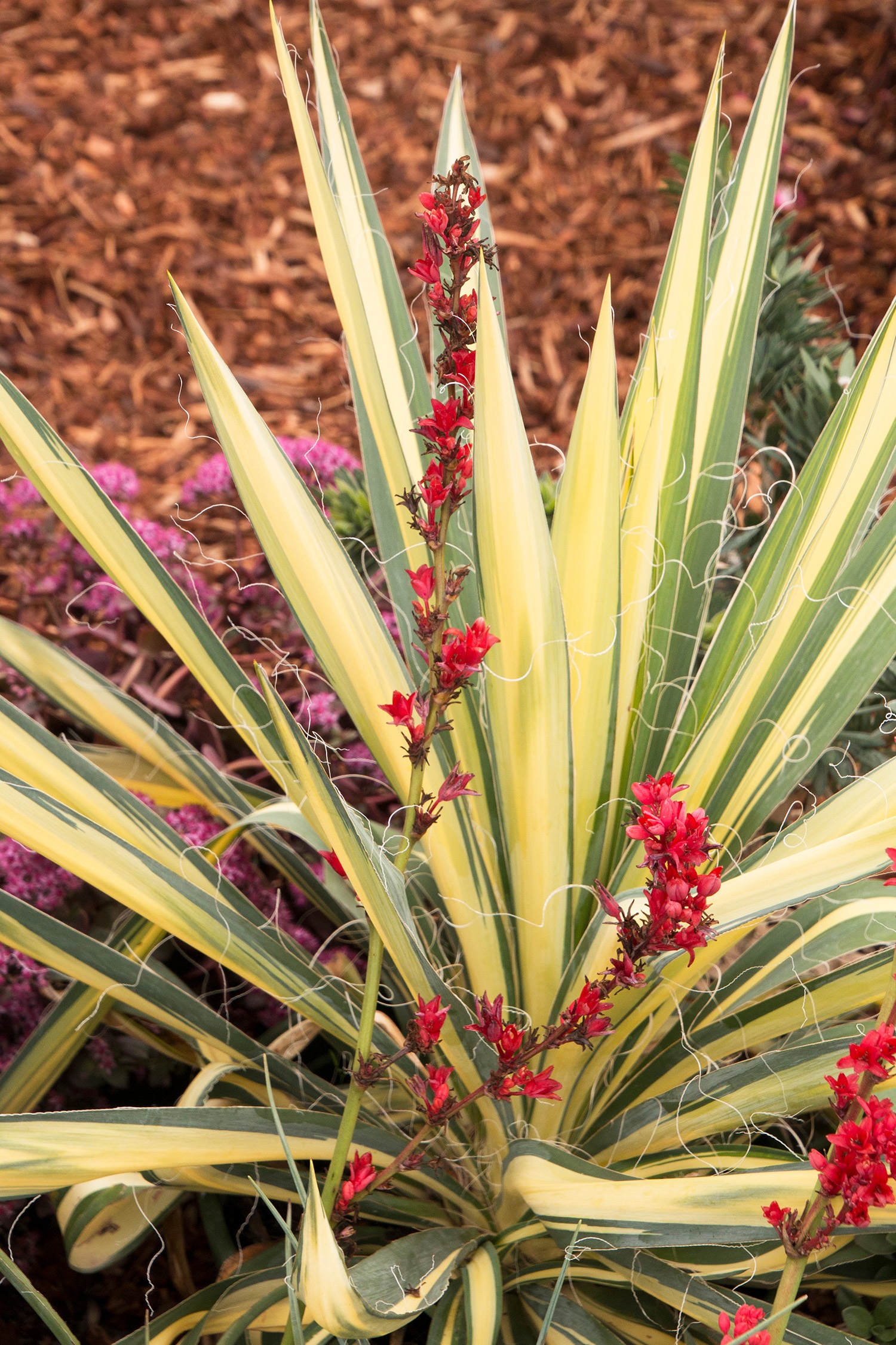 Yucca Plant - Yucca 'Color Guard'