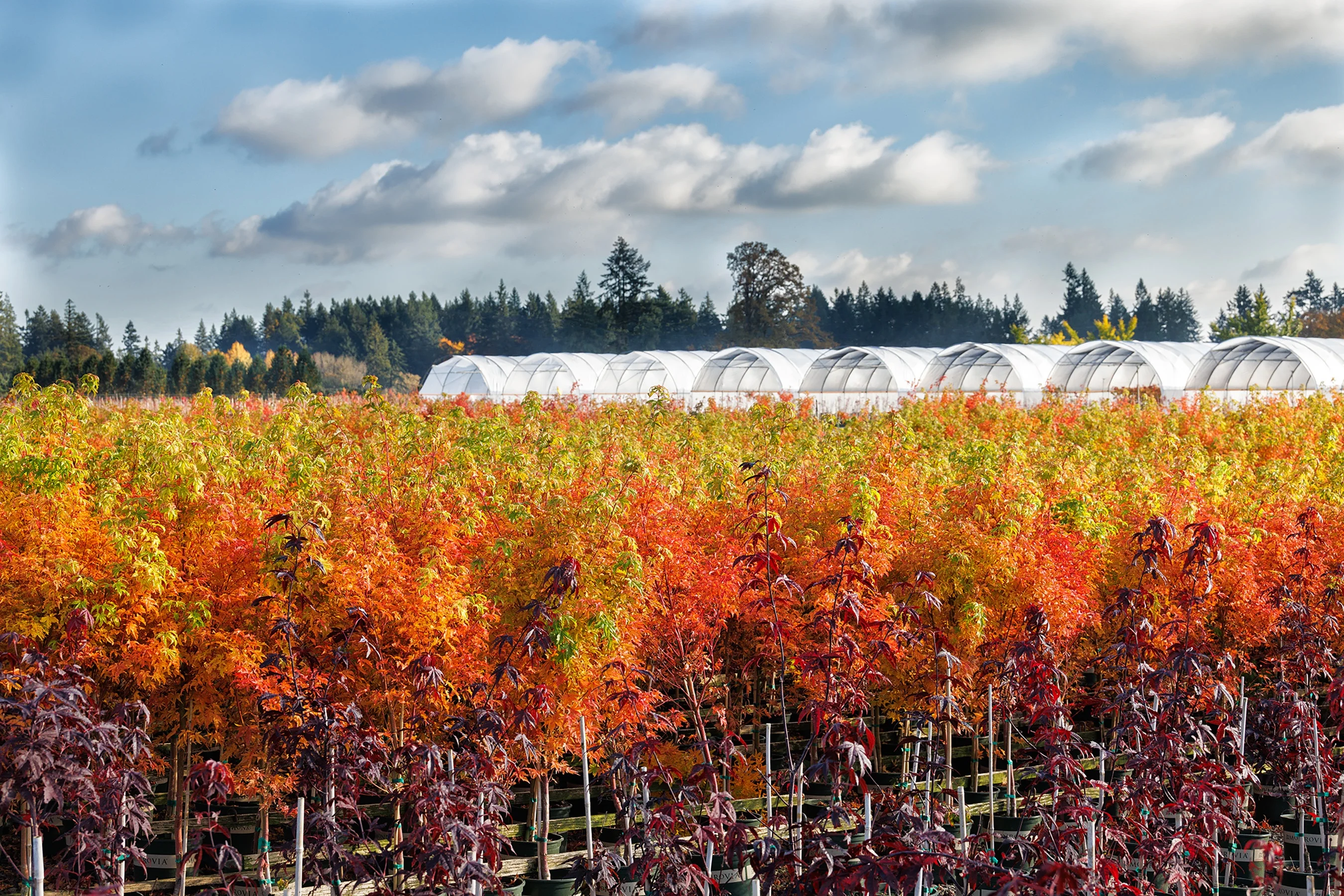 © Monrovia by Doreen Wynja