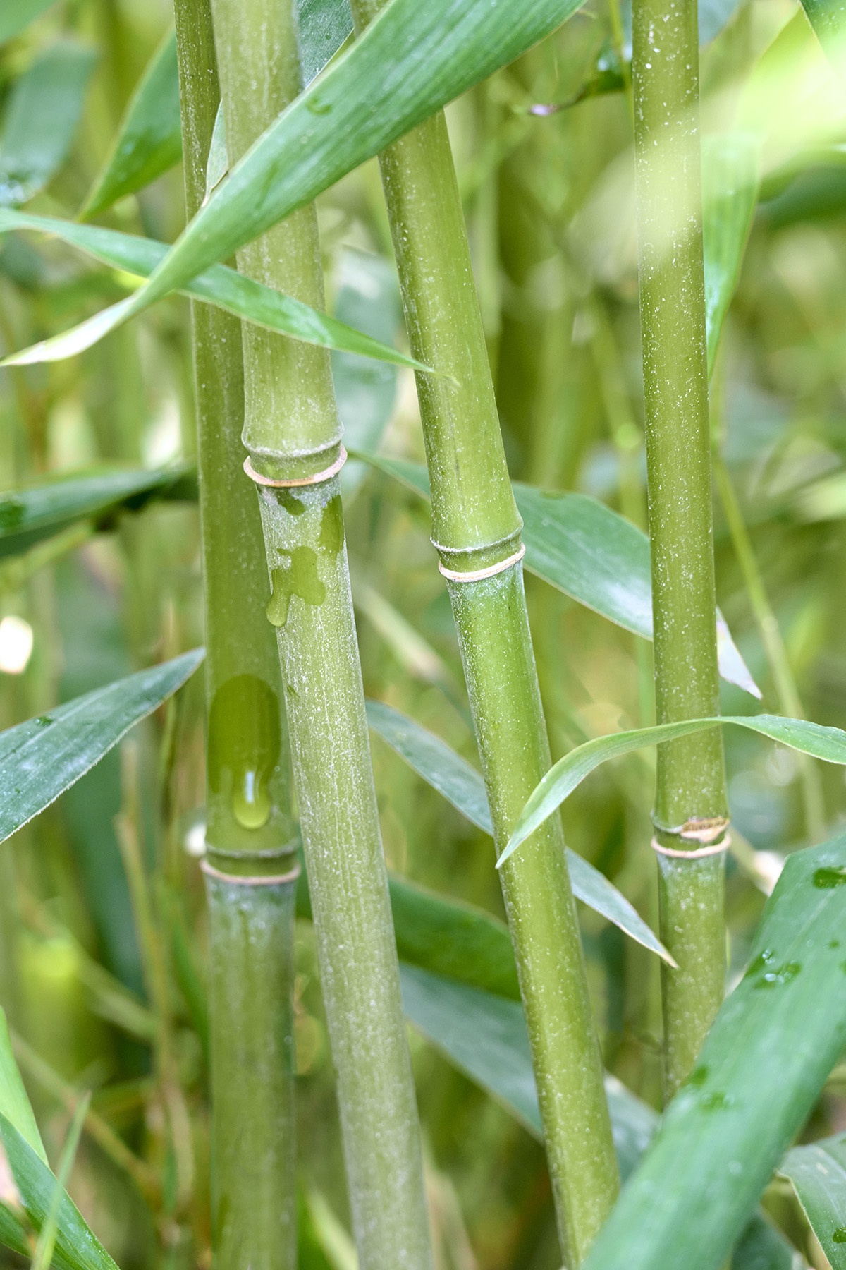 Bissett Bamboo, Phyllostachys bissettii, Monrovia Plant