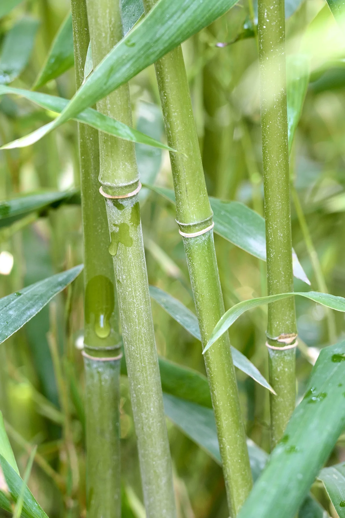 © Monrovia by Brandon Friend-Solis
