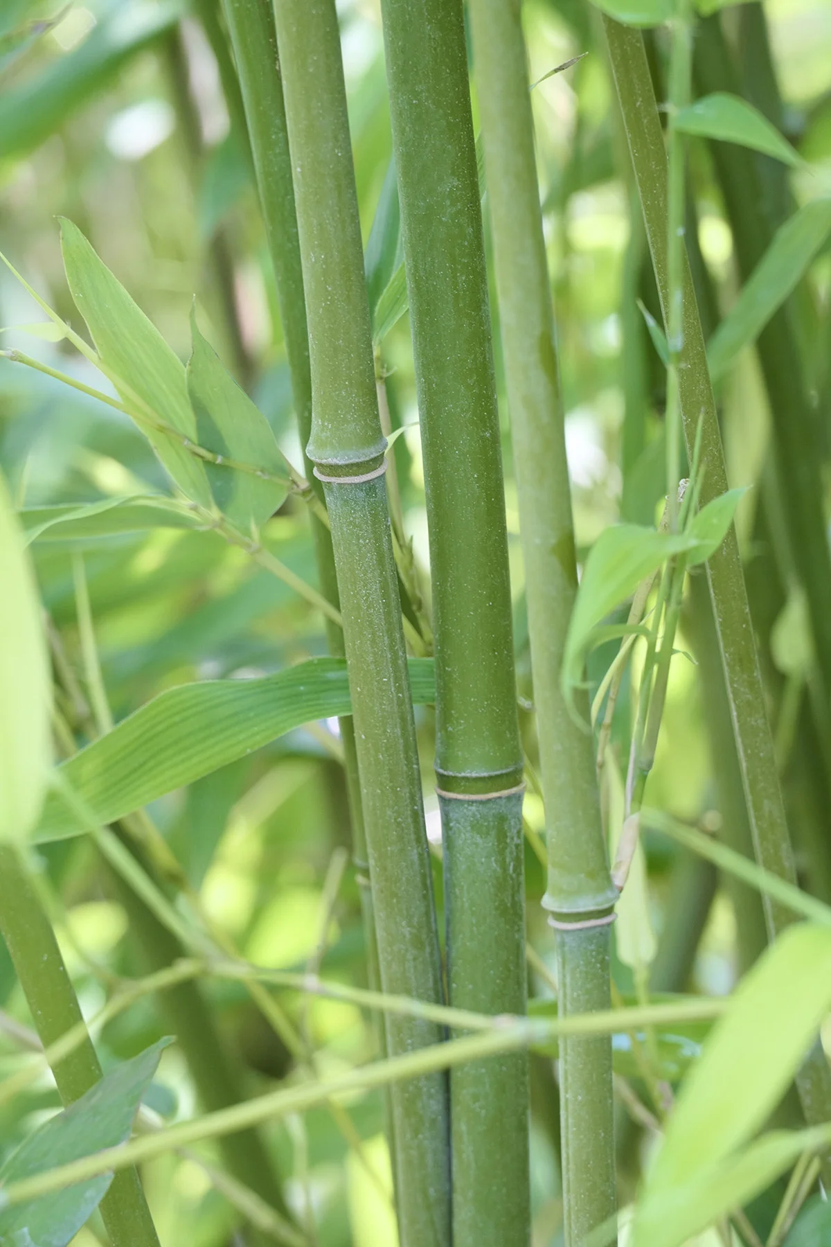 © Monrovia by Brandon Friend-Solis
