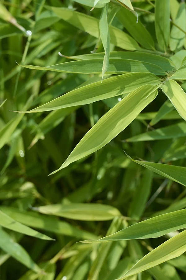 ©Monrovia, by Brandon Friend-Solis