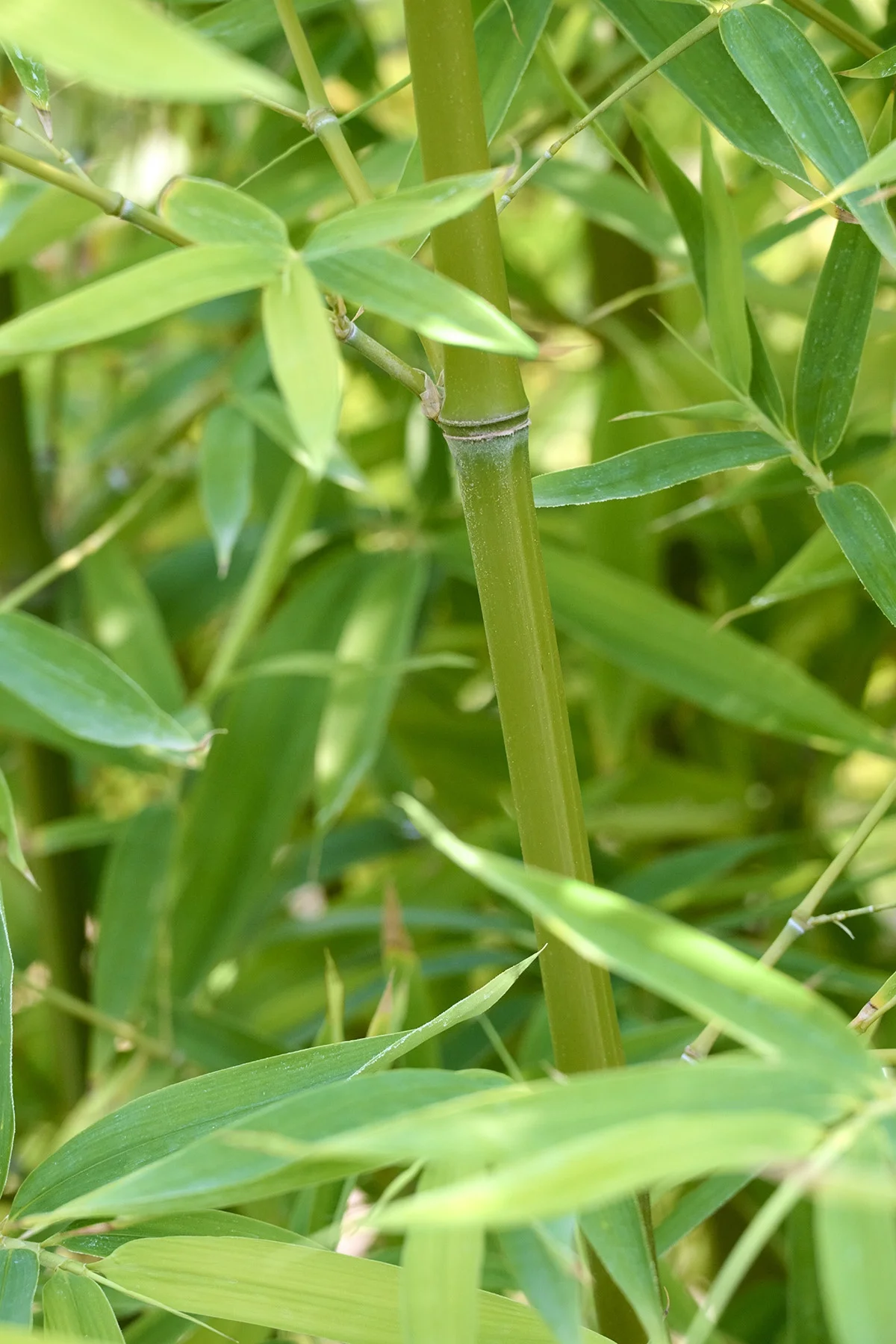 © Monrovia by Brandon Friend-Solis
