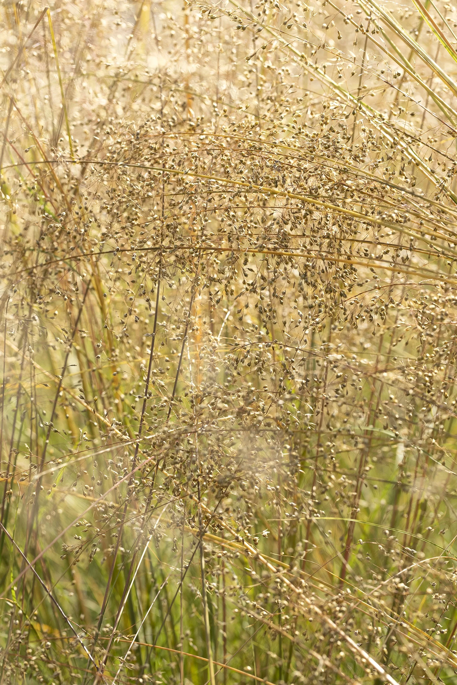 ©Monrovia by Doreen Wynja 