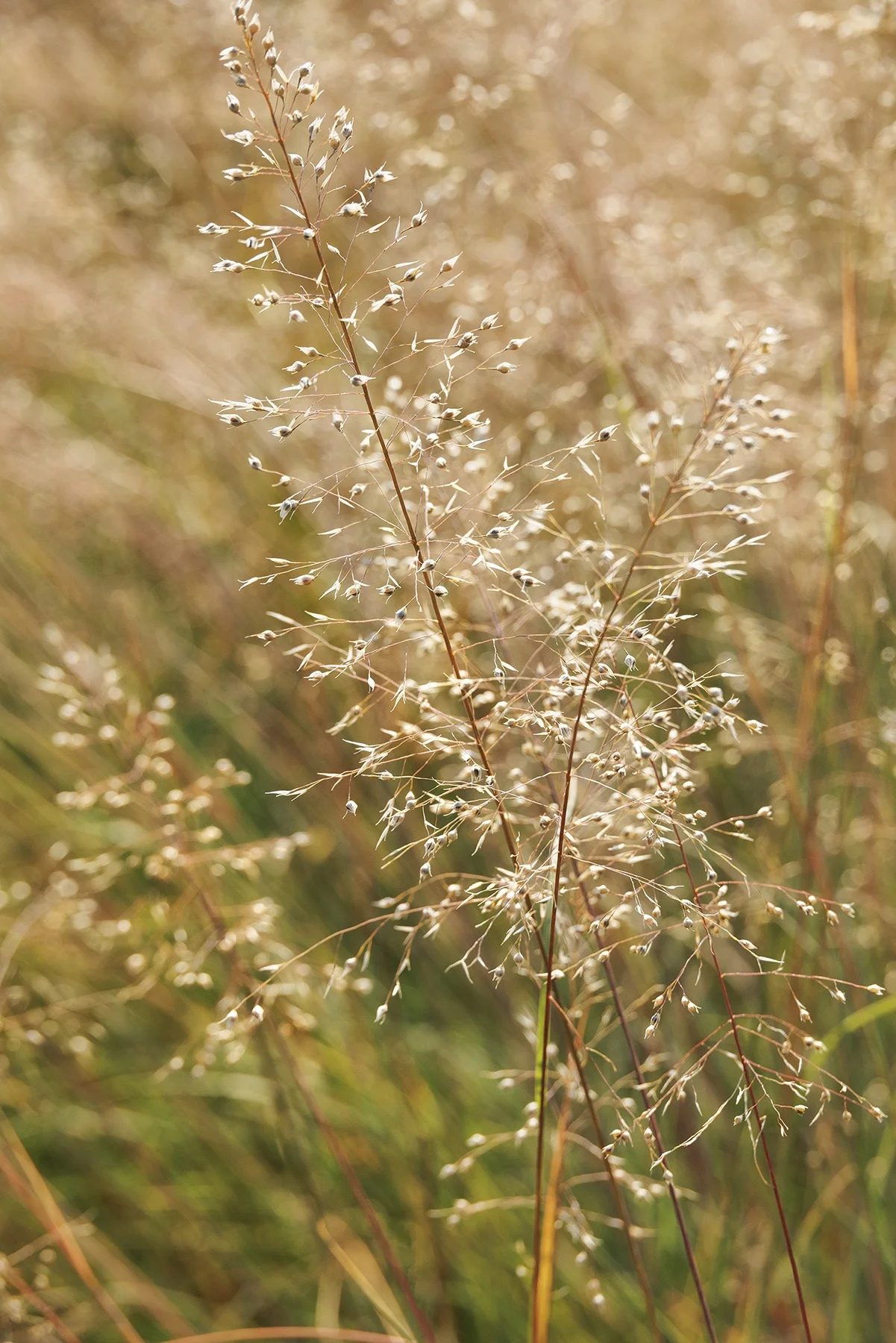 ©Monrovia by Doreen Wynja 