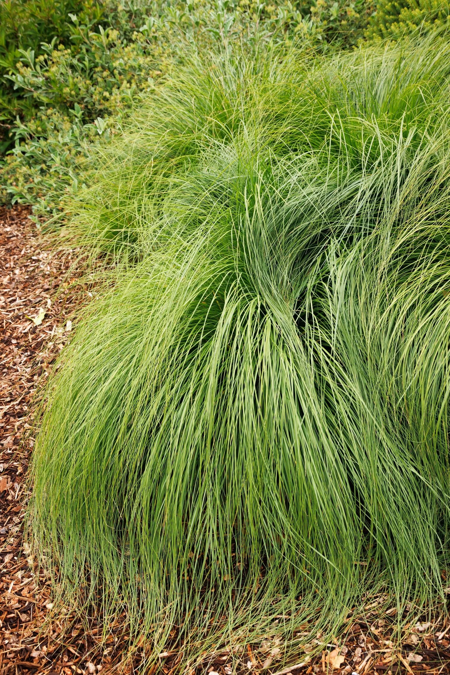 © Monrovia by Doreen Wynja