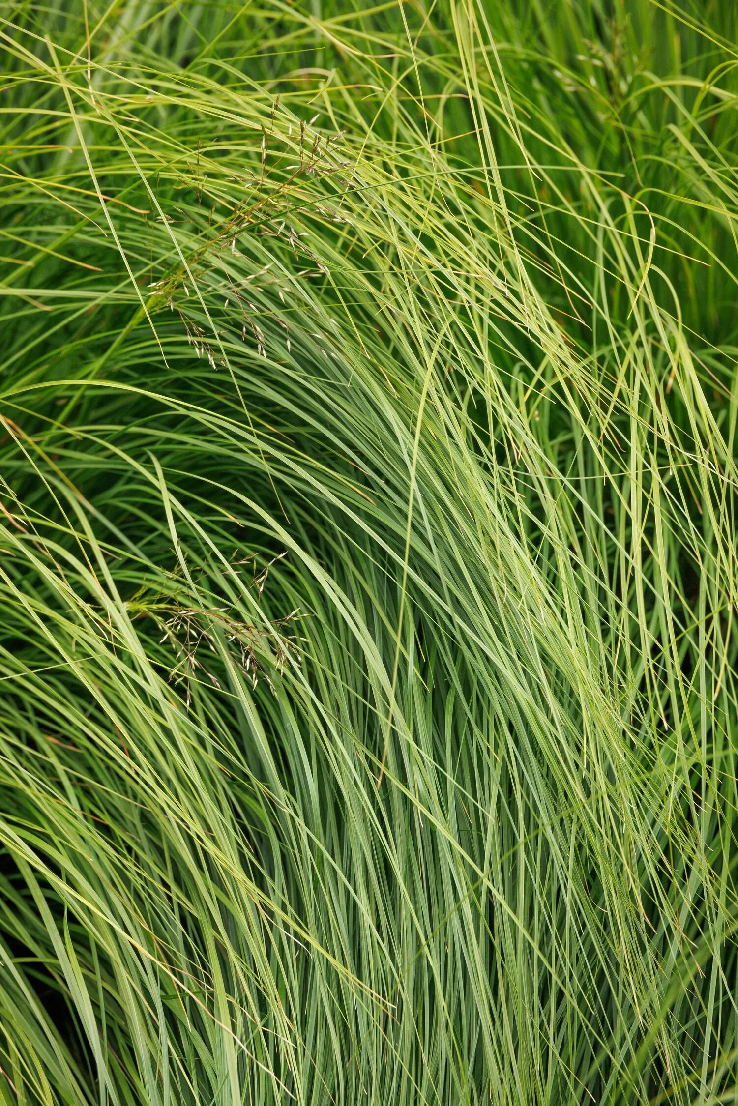 © Monrovia by Doreen Wynja