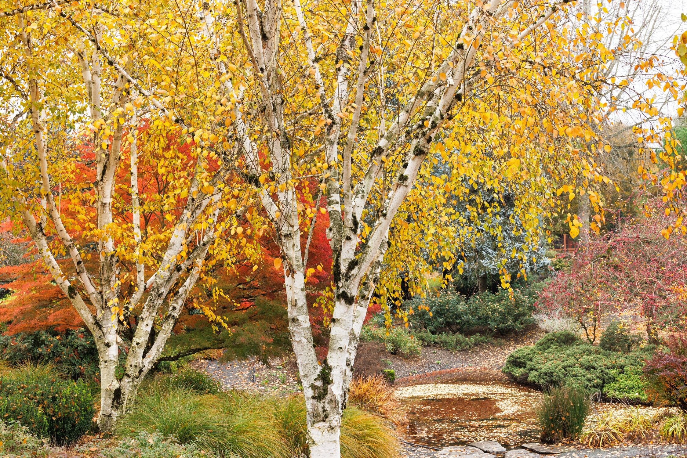 Whitebarked Himalayan Birch, Betula utilis var. jacquemontii
