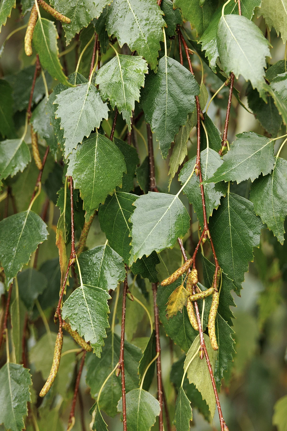 © Monrovia by Doreen Wynja