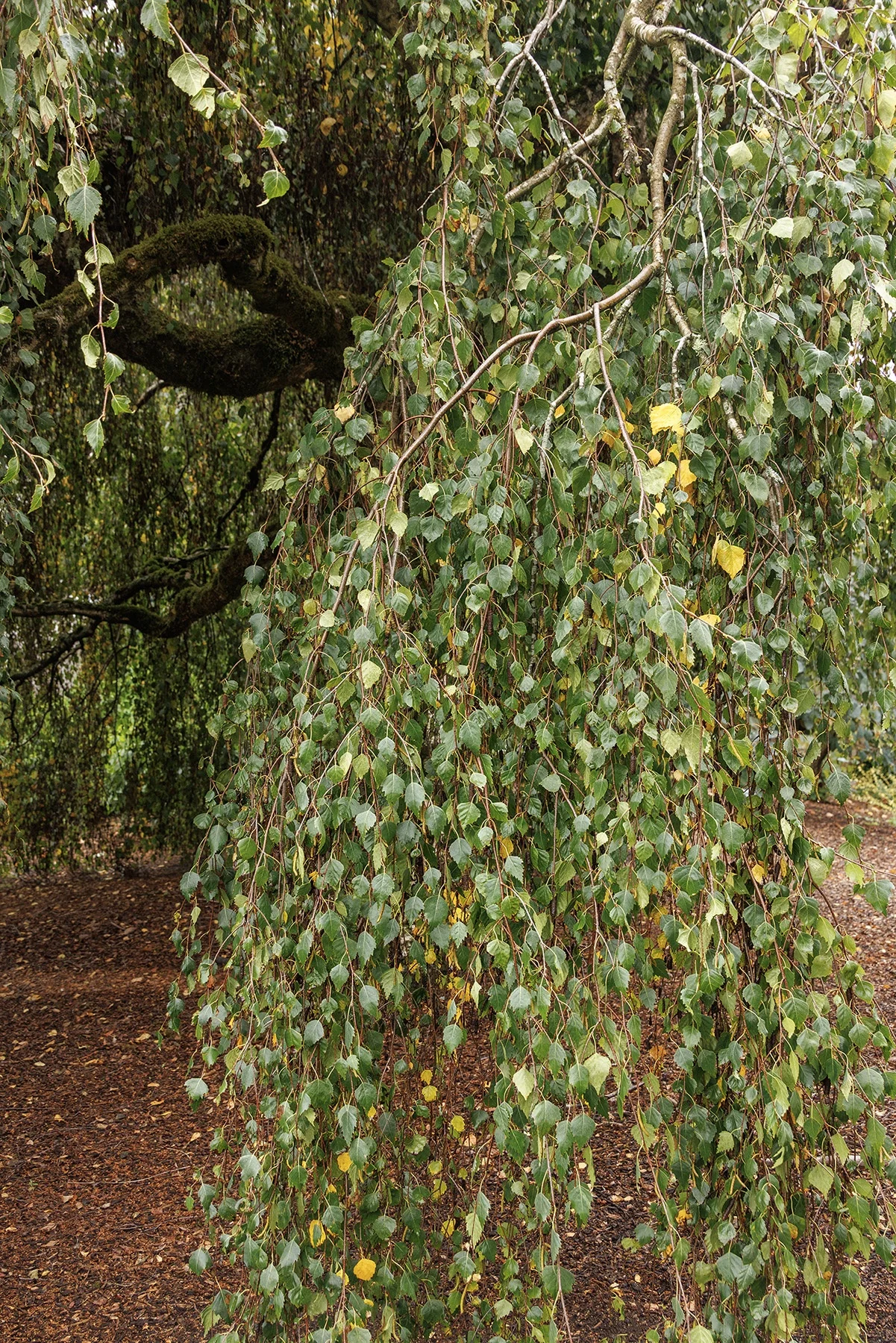 © Monrovia by Doreen Wynja