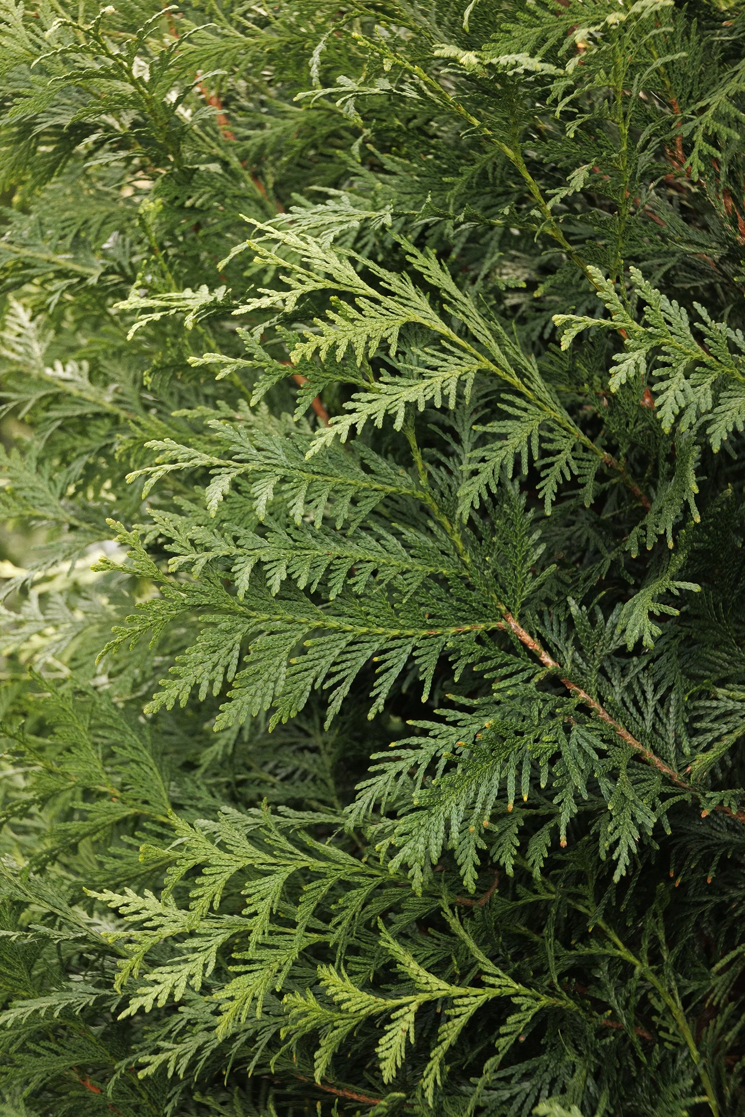 © Monrovia by Doreen Wynja