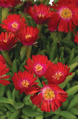 Rock Crystal Candy Red Ice Plant, Delosperma 'Rock Crystal Candy Red'