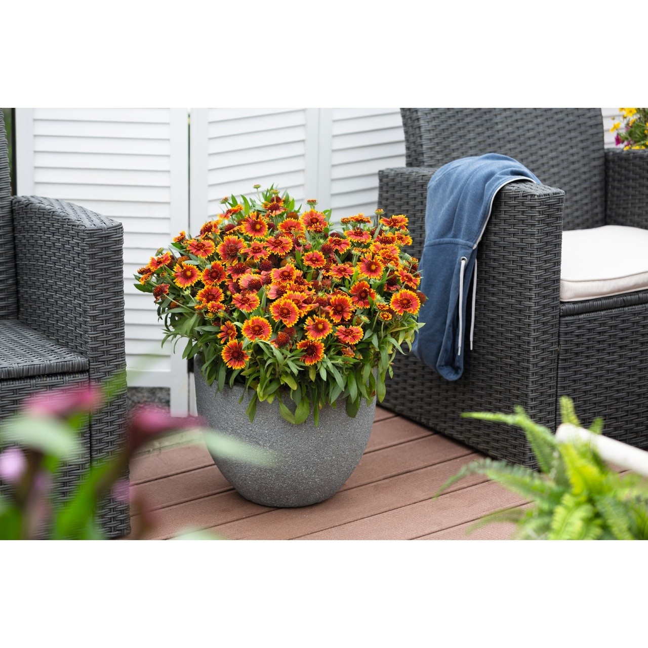 SpinTop® Orange Halo Blanket Flower, Monrovia Plant