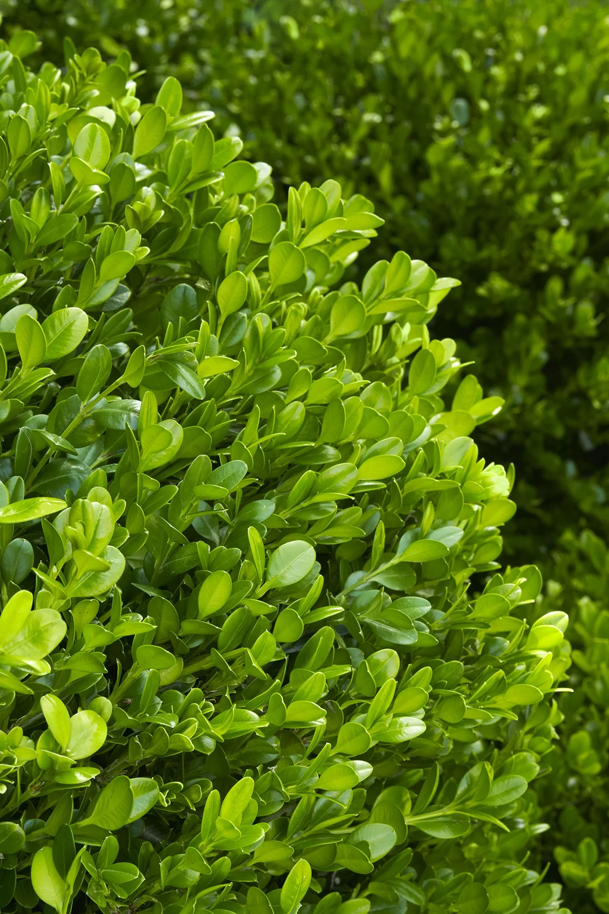 © Monrovia by Brandon Friend-Solis
