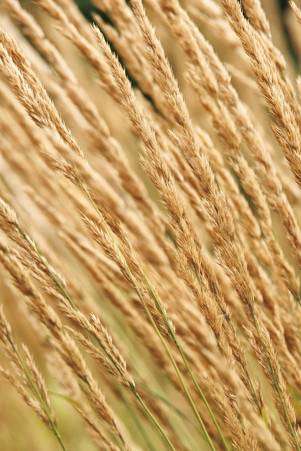 ©Monrovia by Doreen Wynja 