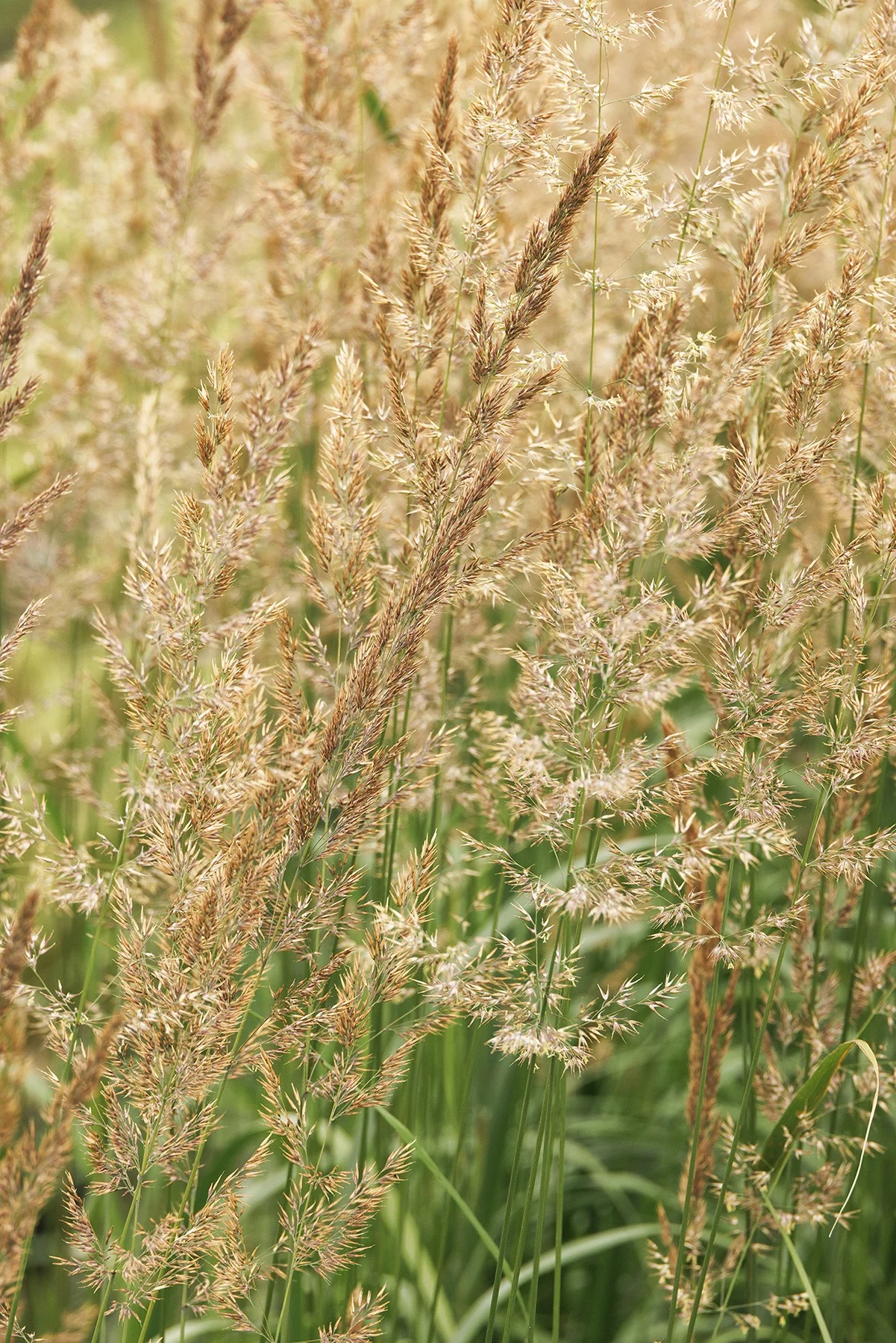 ©Monrovia by Doreen Wynja 