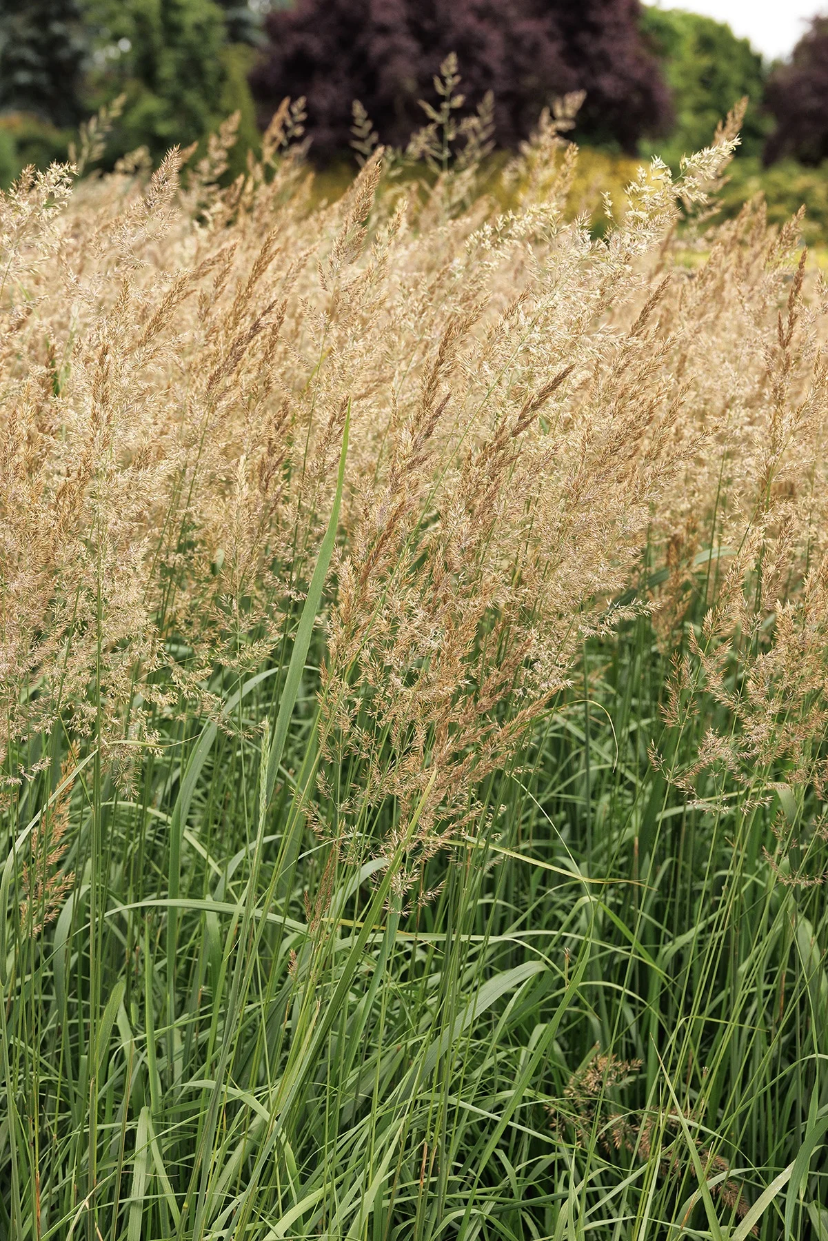 ©Monrovia by Doreen Wynja 