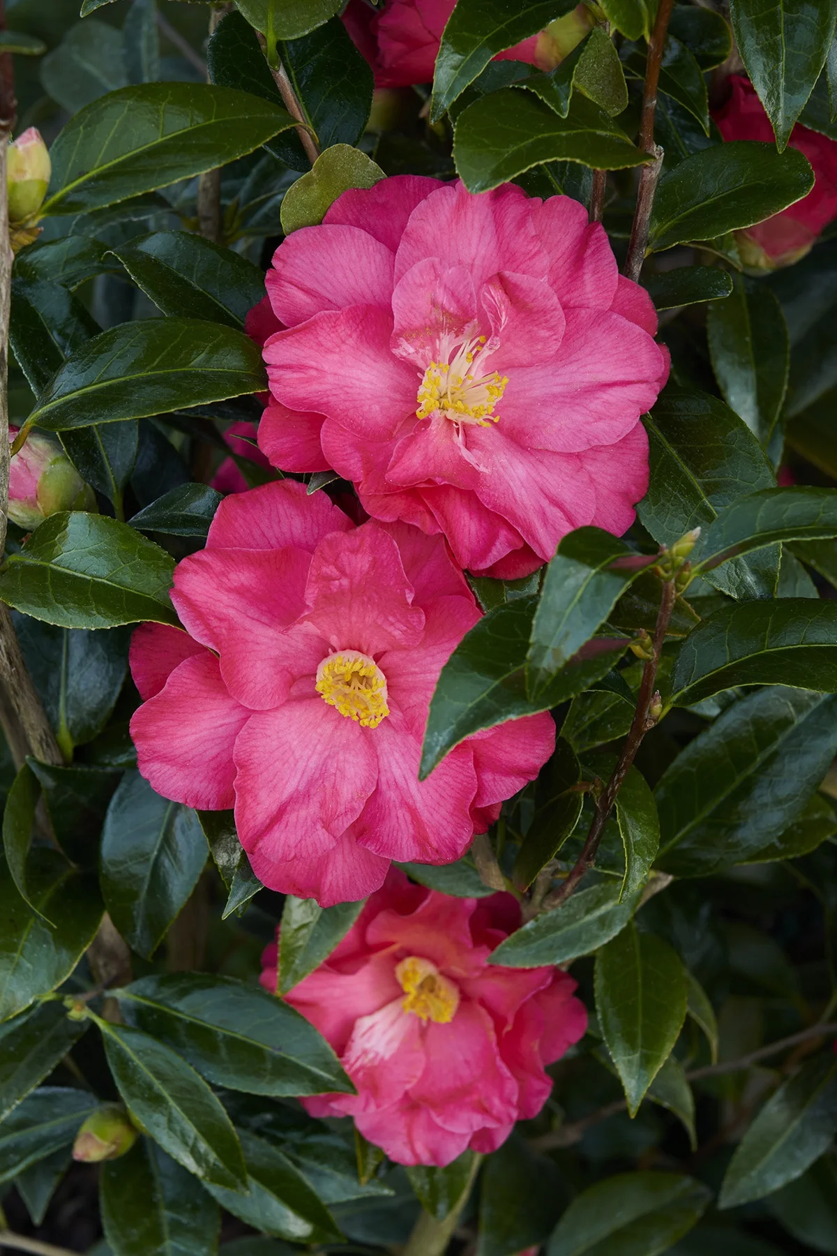 © Monrovia by Brandon Friend-Solis
