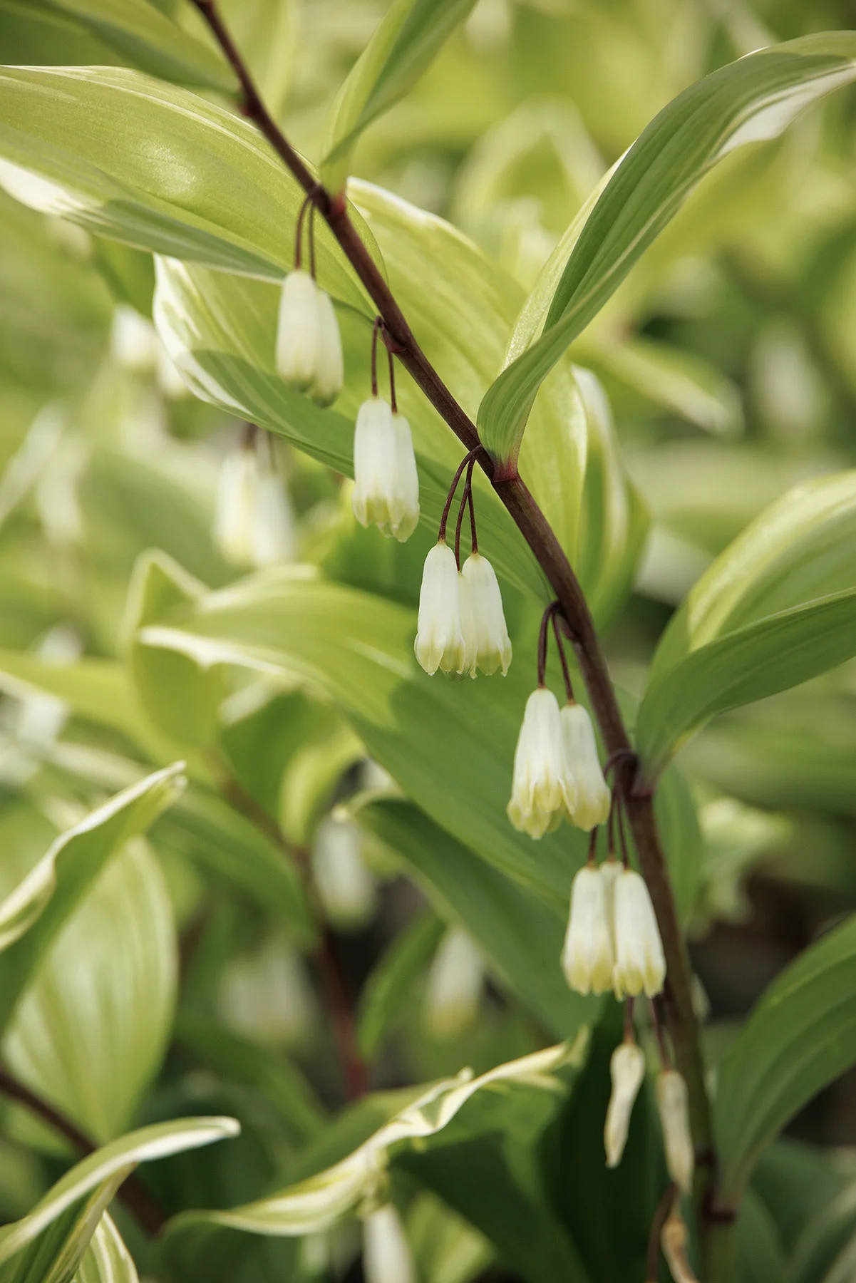 © Monrovia by Doreen Wynja