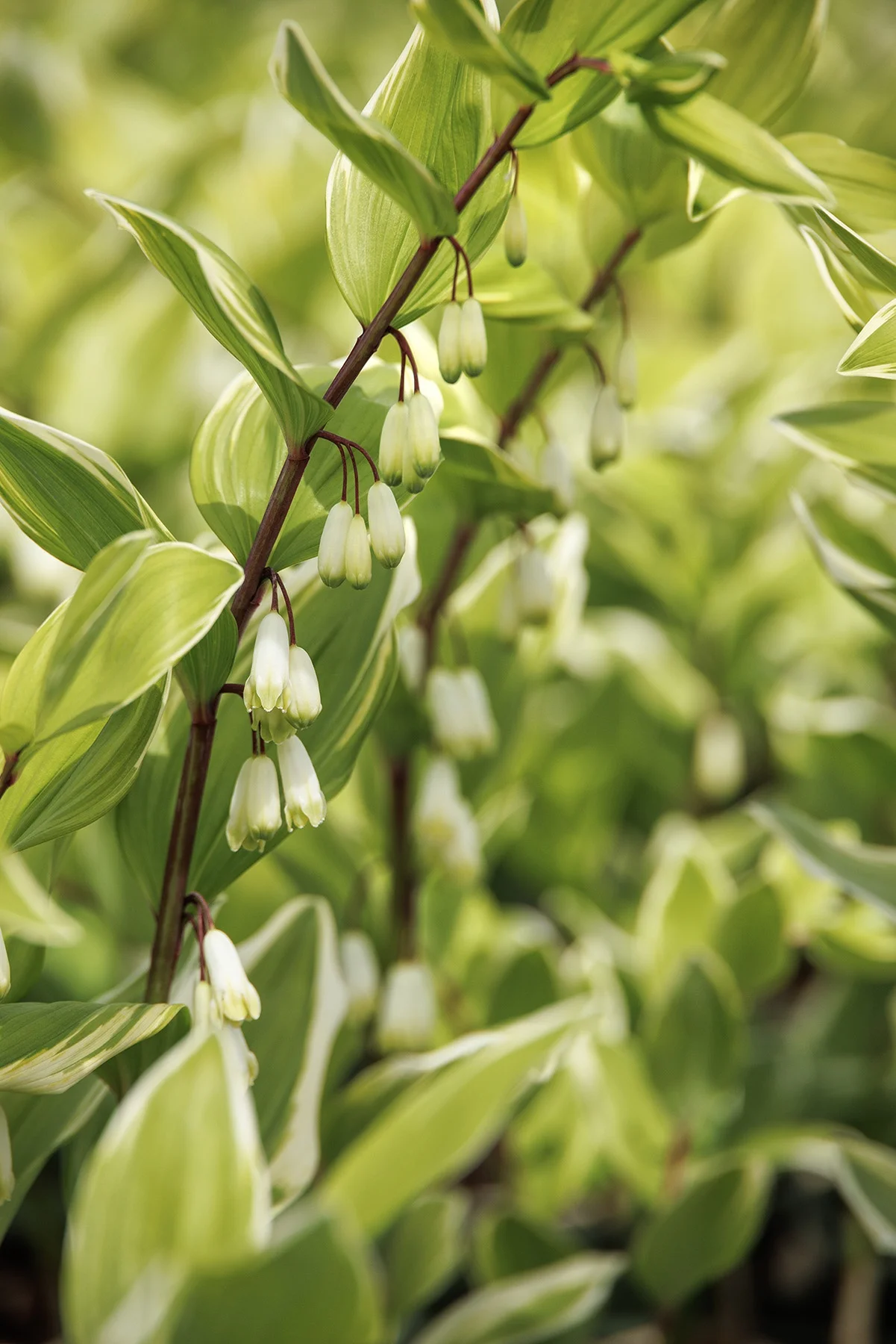 © Monrovia by Doreen Wynja