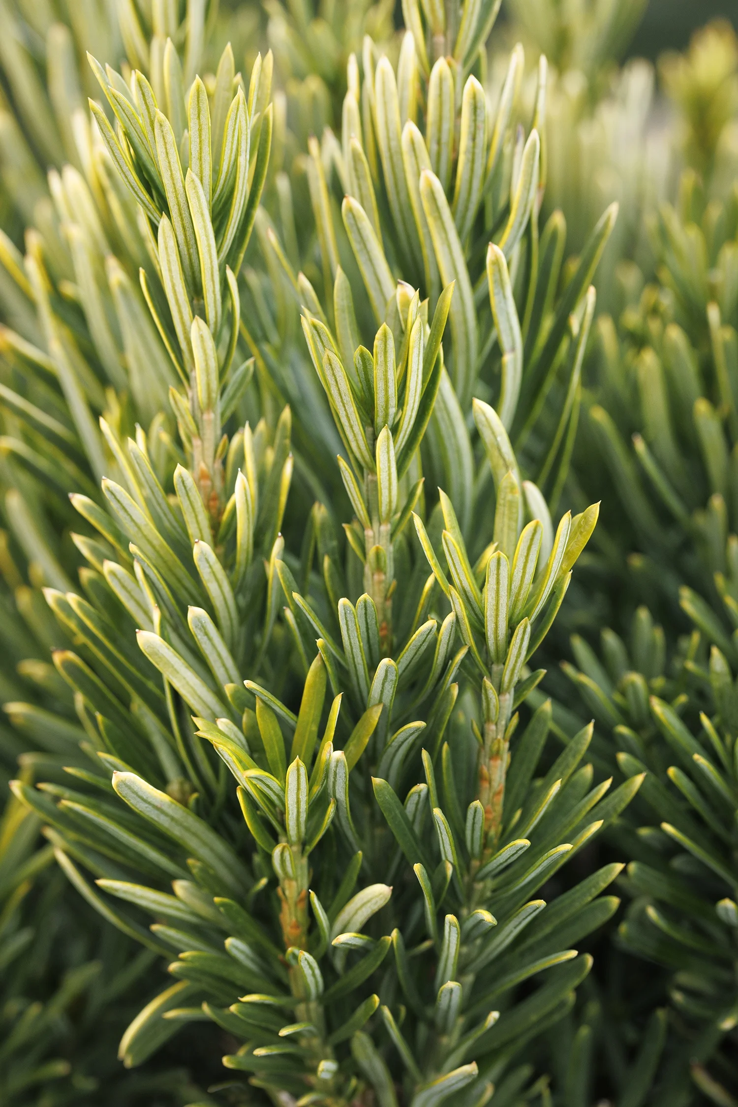 © Monrovia by Doreen Wynja