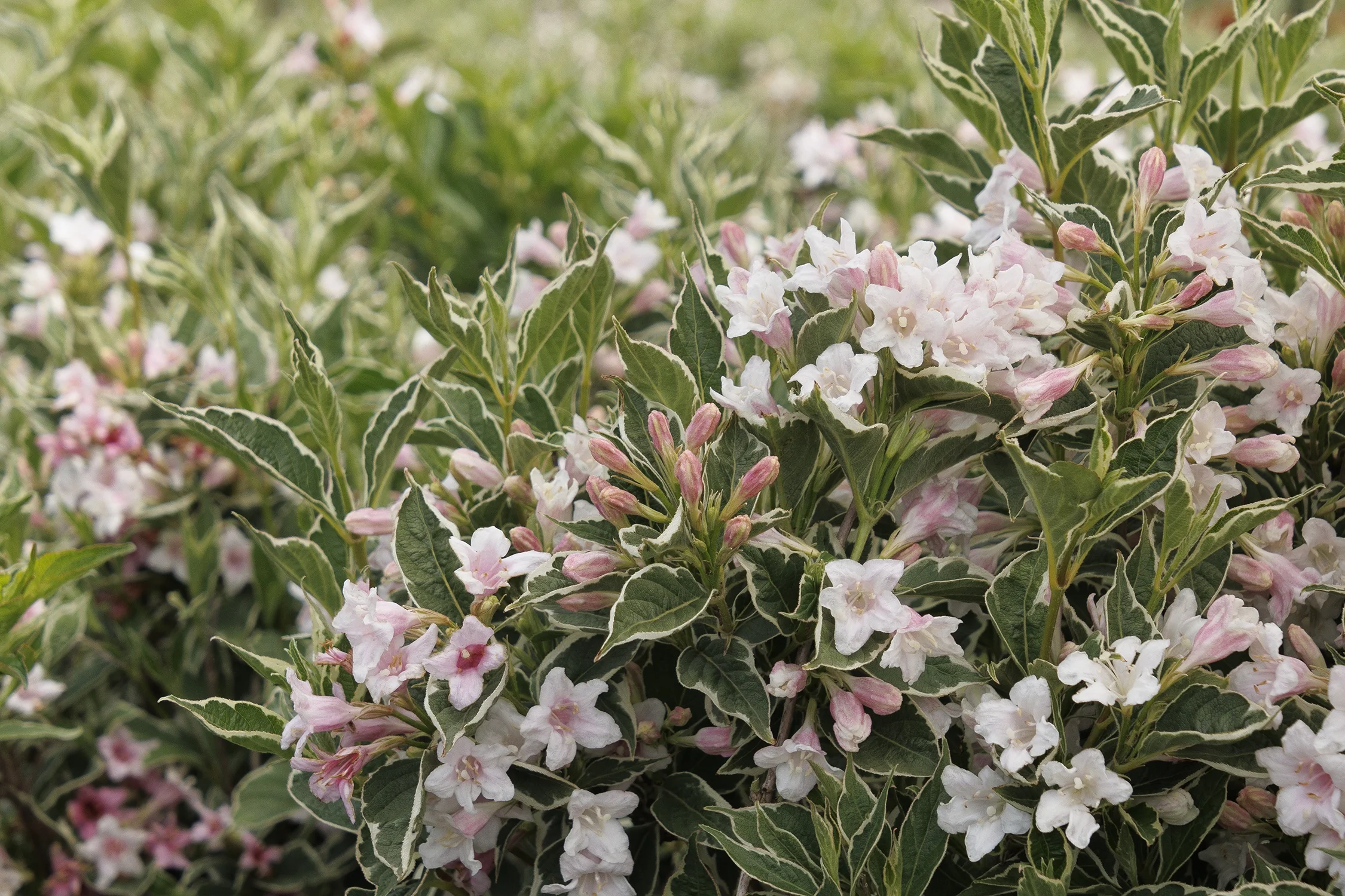 © Monrovia by Doreen Wynja