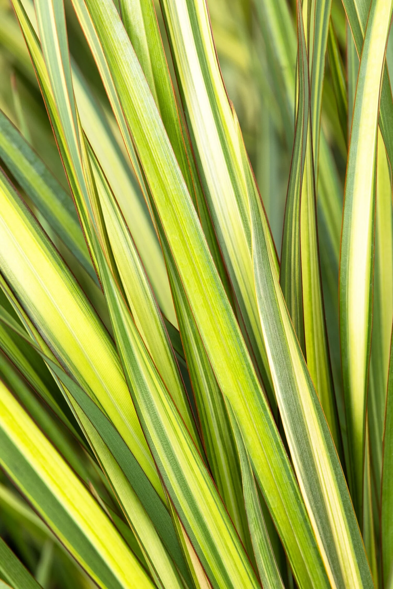Apricot Queen New Zealand Flax, Phormium 'Apricot Queen', Monrovia