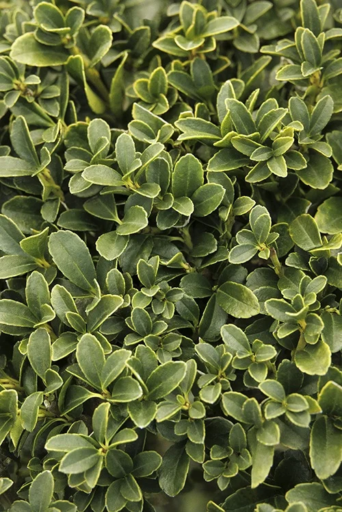 ©Monrovia, by Doreen Wynja