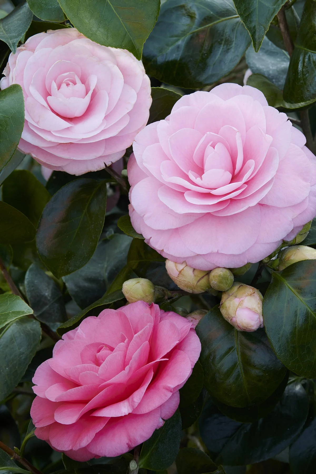 © Monrovia by Brandon Friend-Solis
