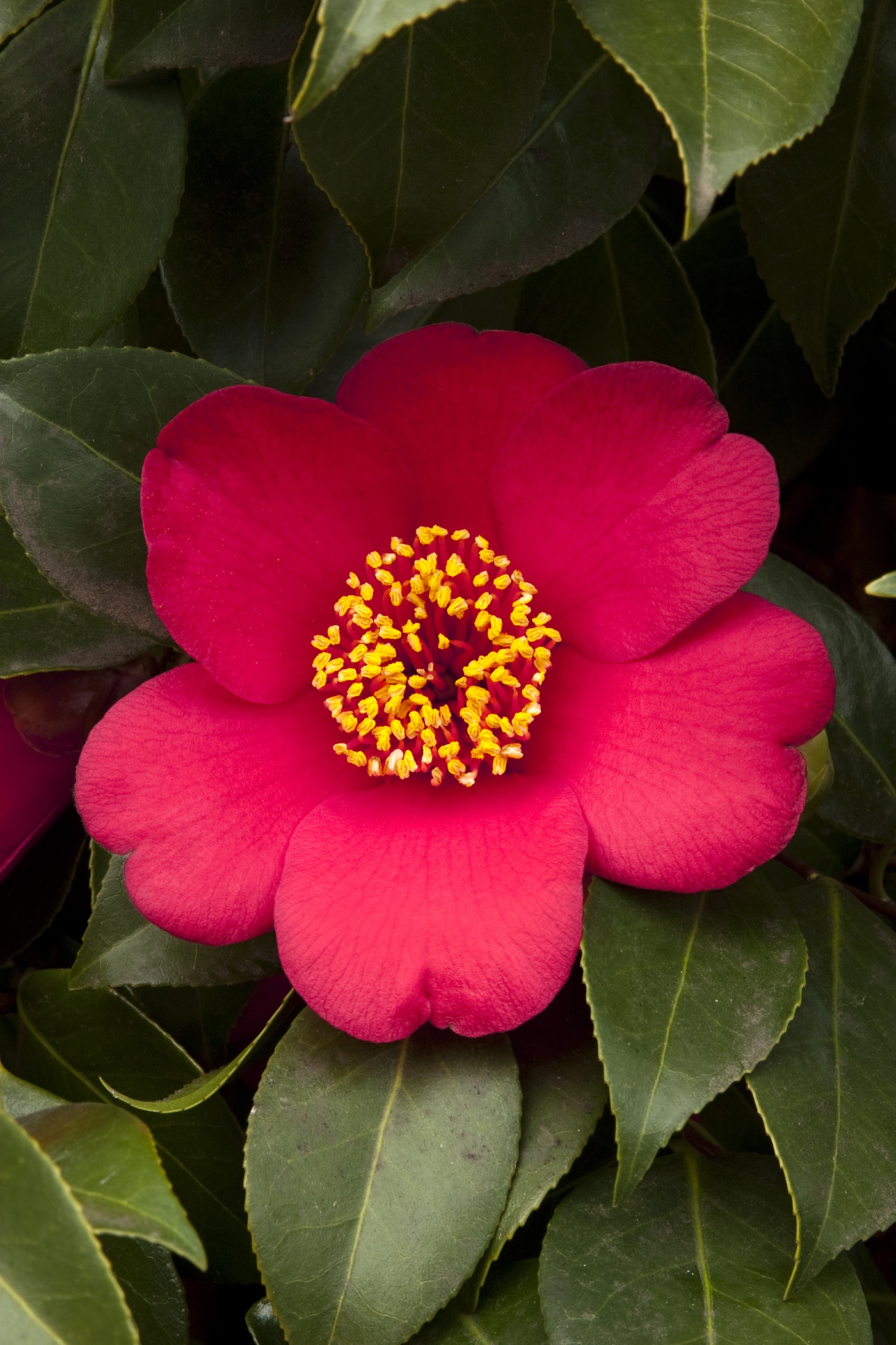 Spring's Promise Ice Angels® Camellia, Monrovia Plant